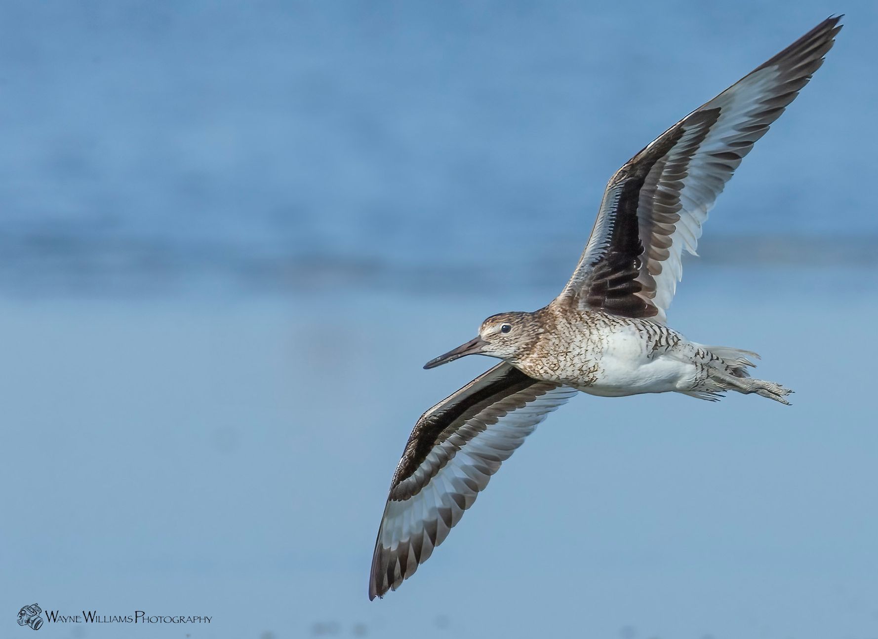 A bird with a long beak is flying over a body of water.