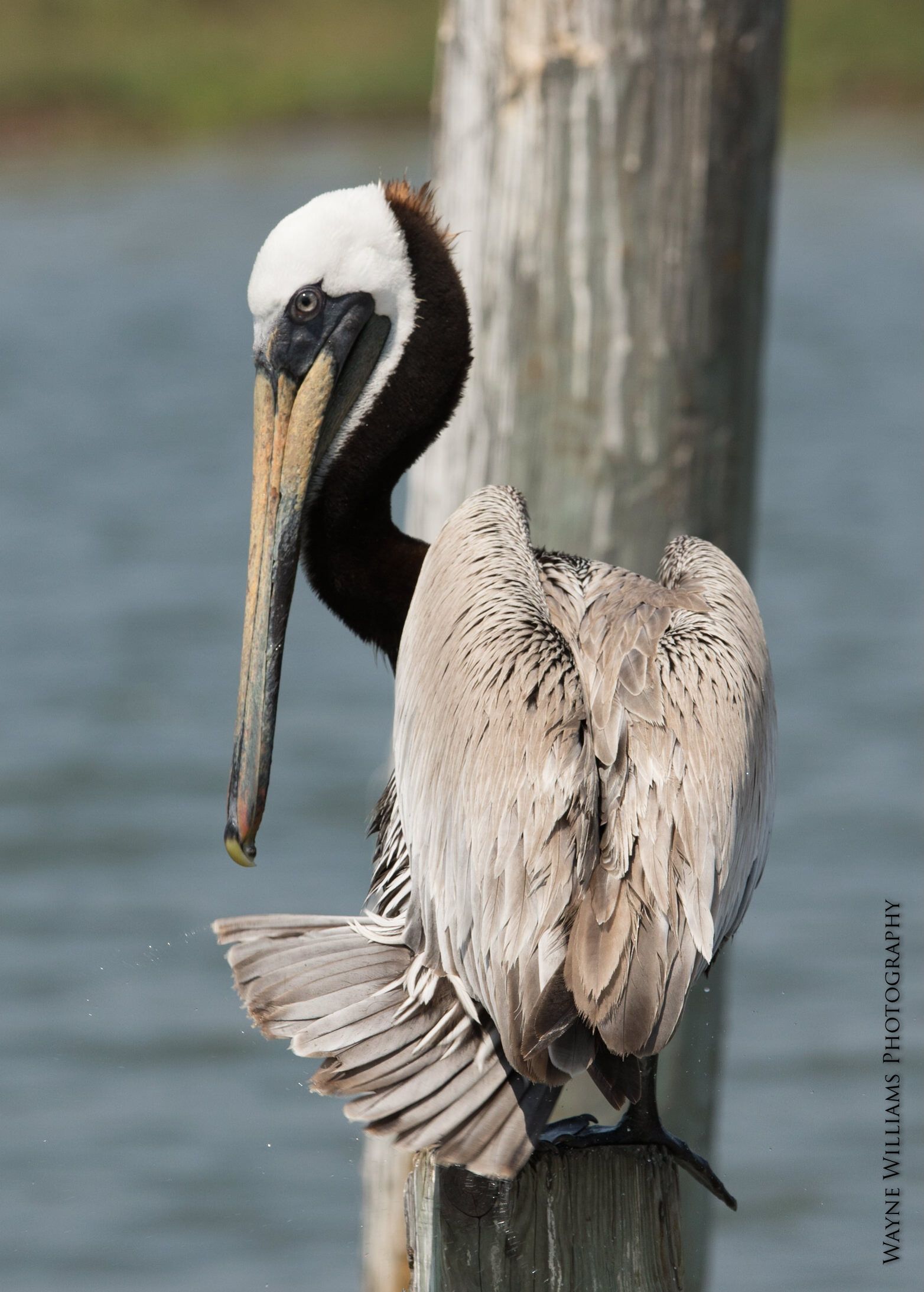 A small bird perched on a branch of a tree.
