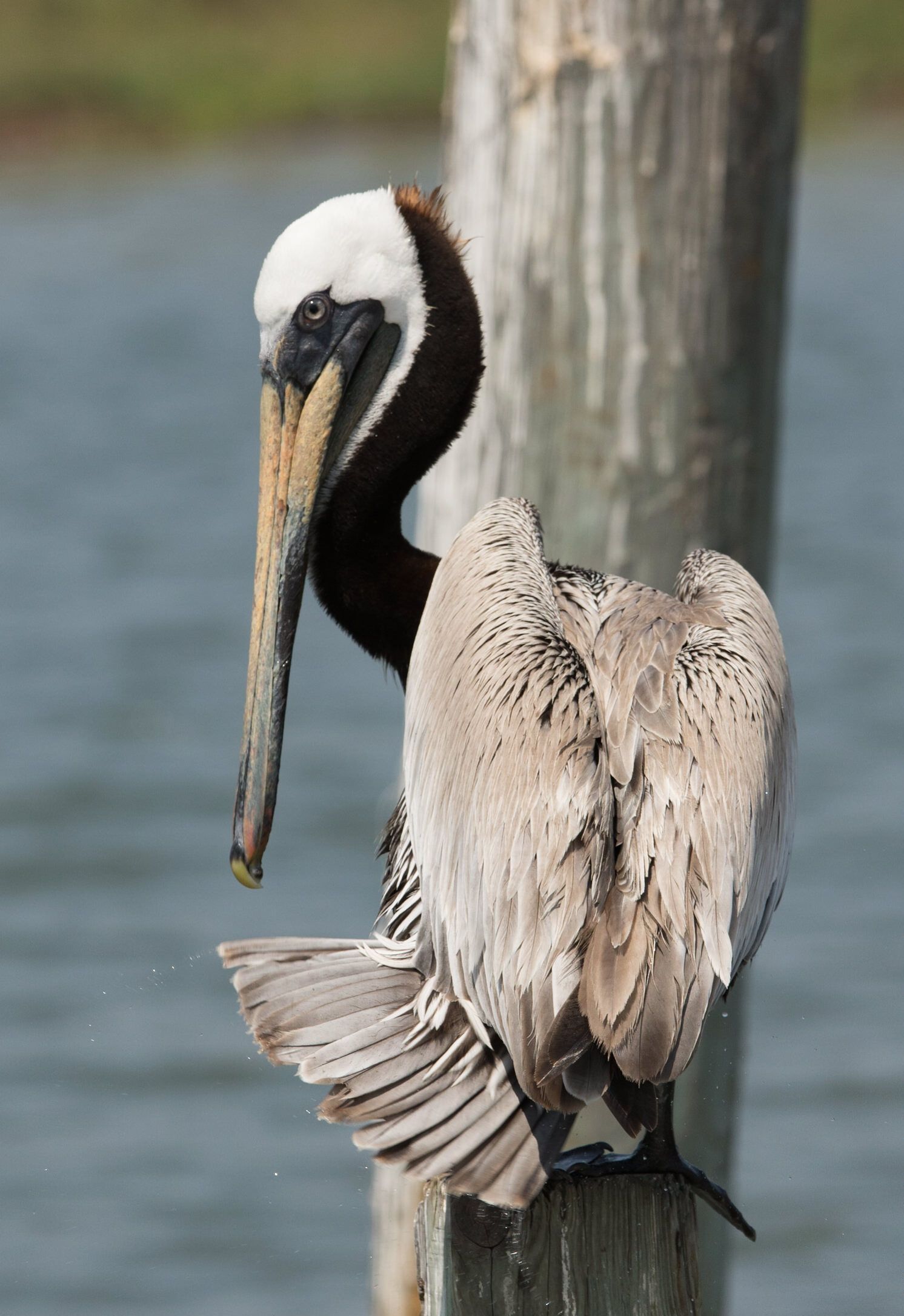 A pelican perched on a wooden post with a fish in its beak