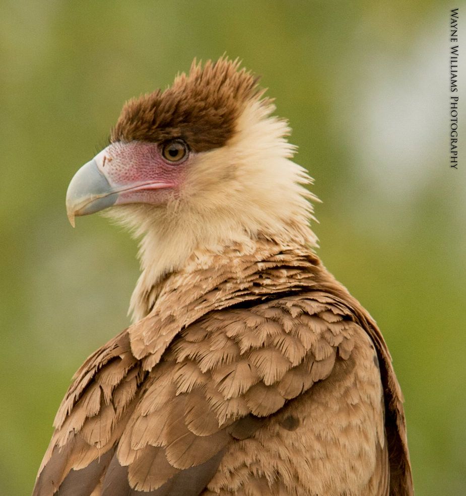 A close up of a bird 's head with a green background