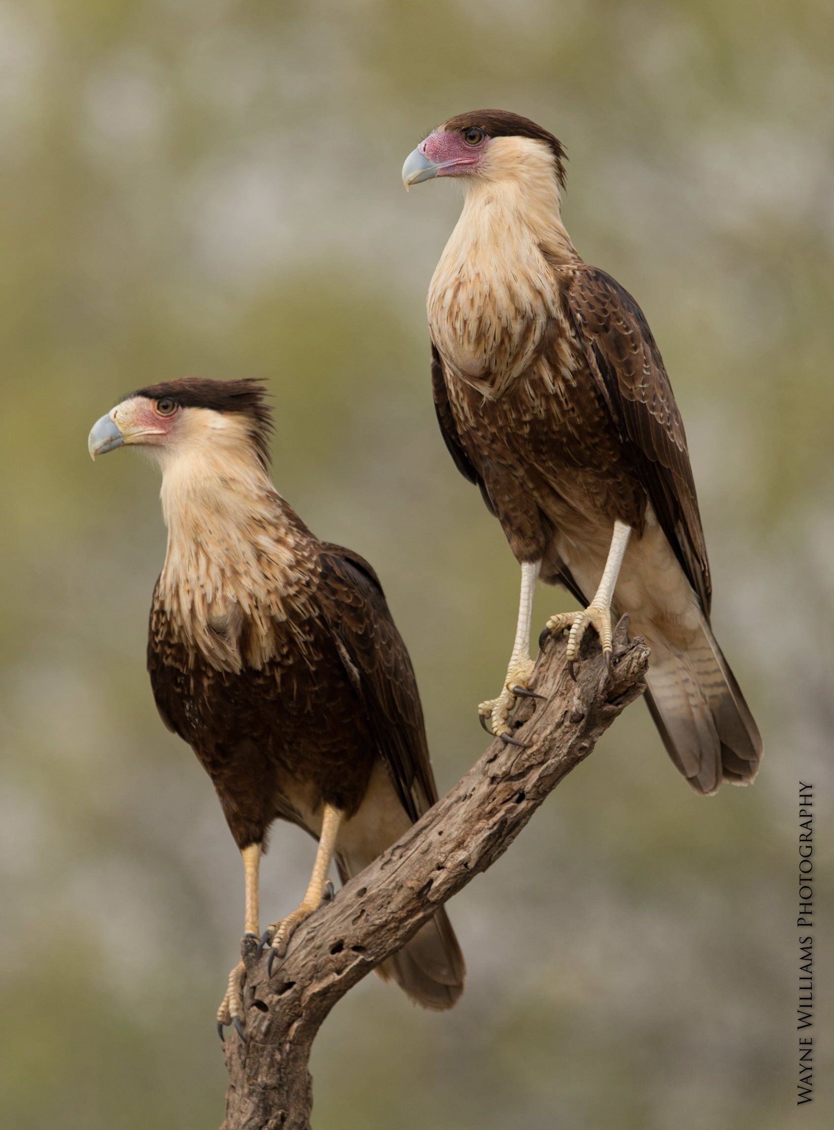 Two birds perched on a tree branch with the website www.flickr.com in the corner