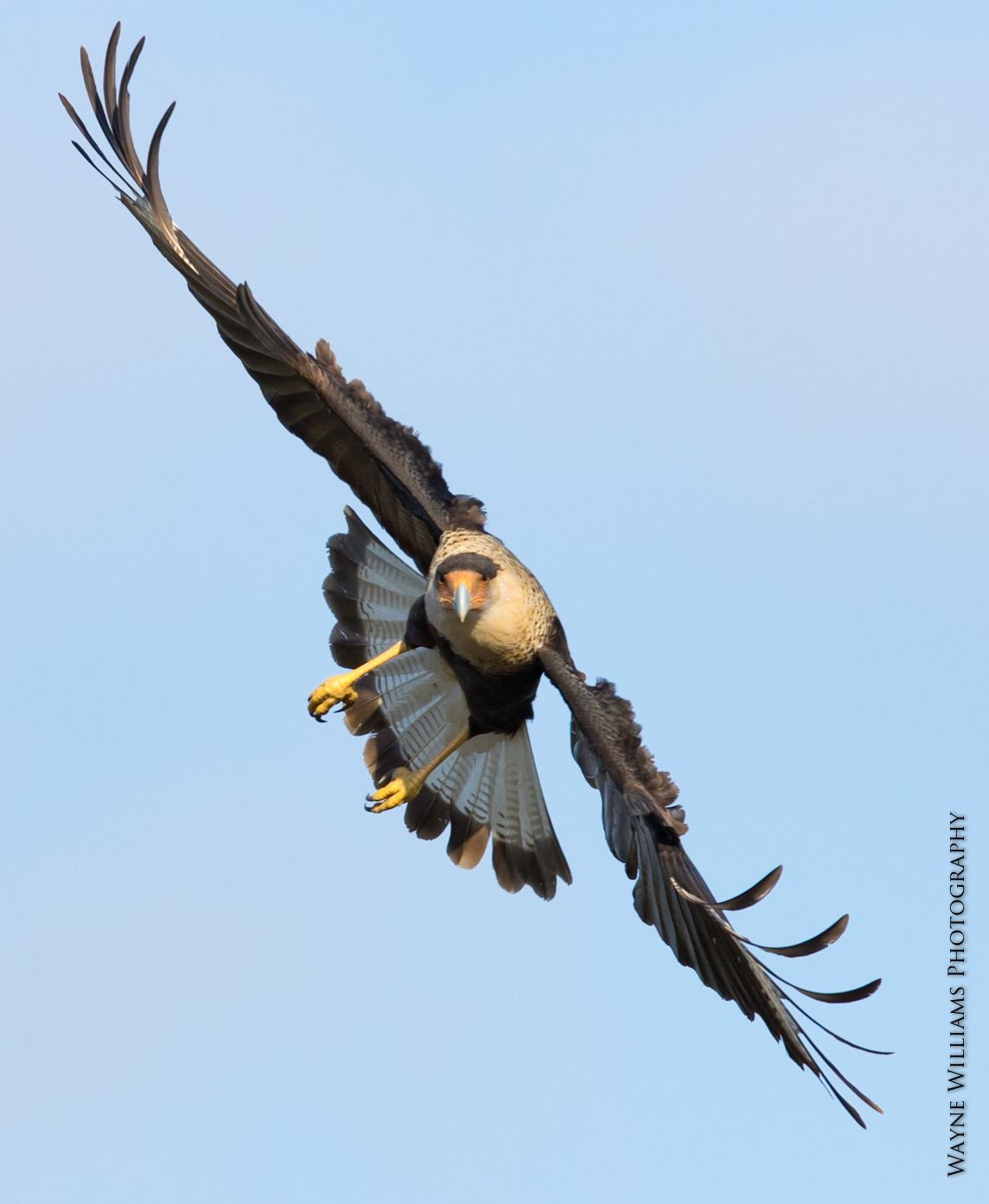 A bird is flying in the sky with its wings spread