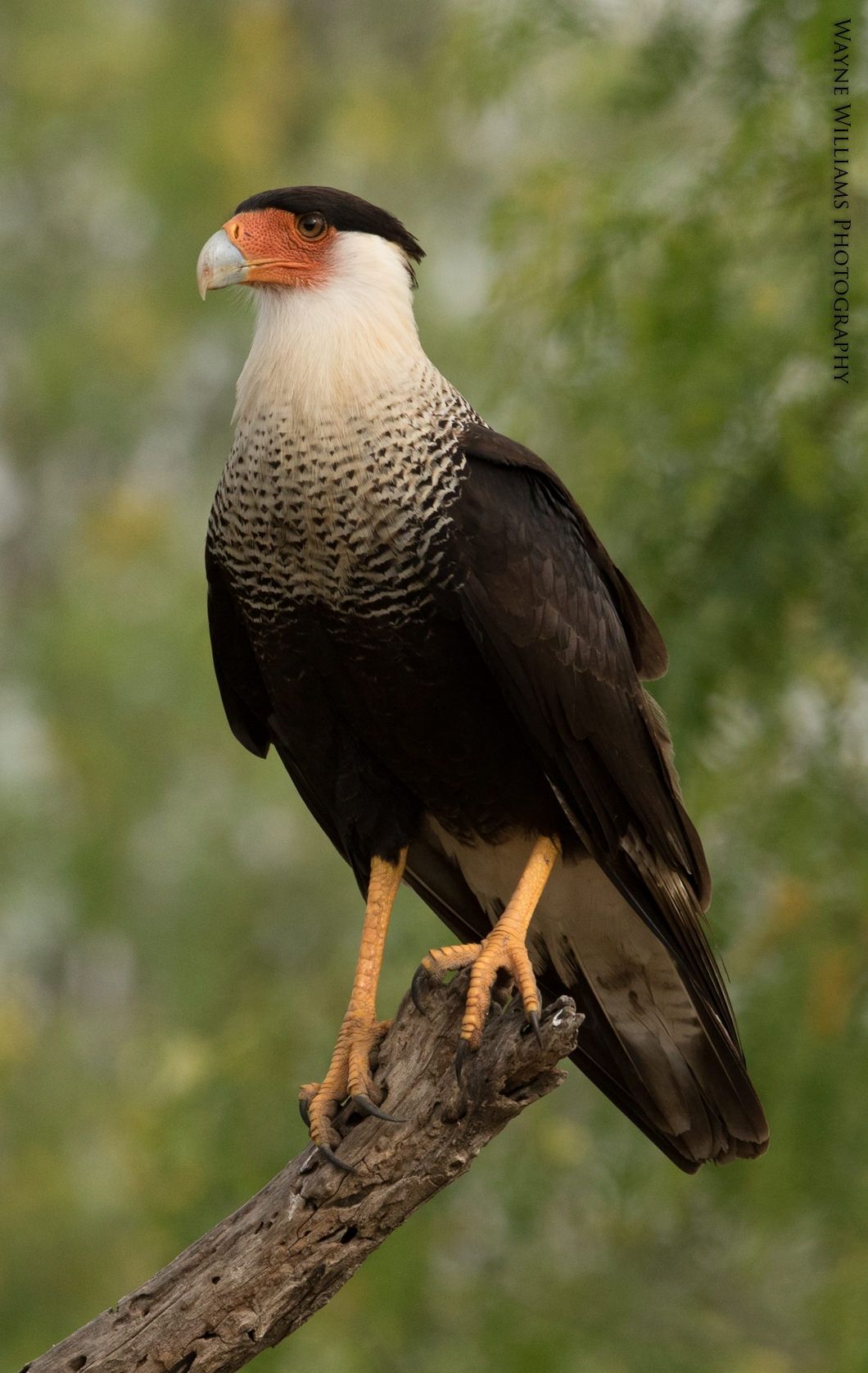 A black and white bird perched on a tree branch.