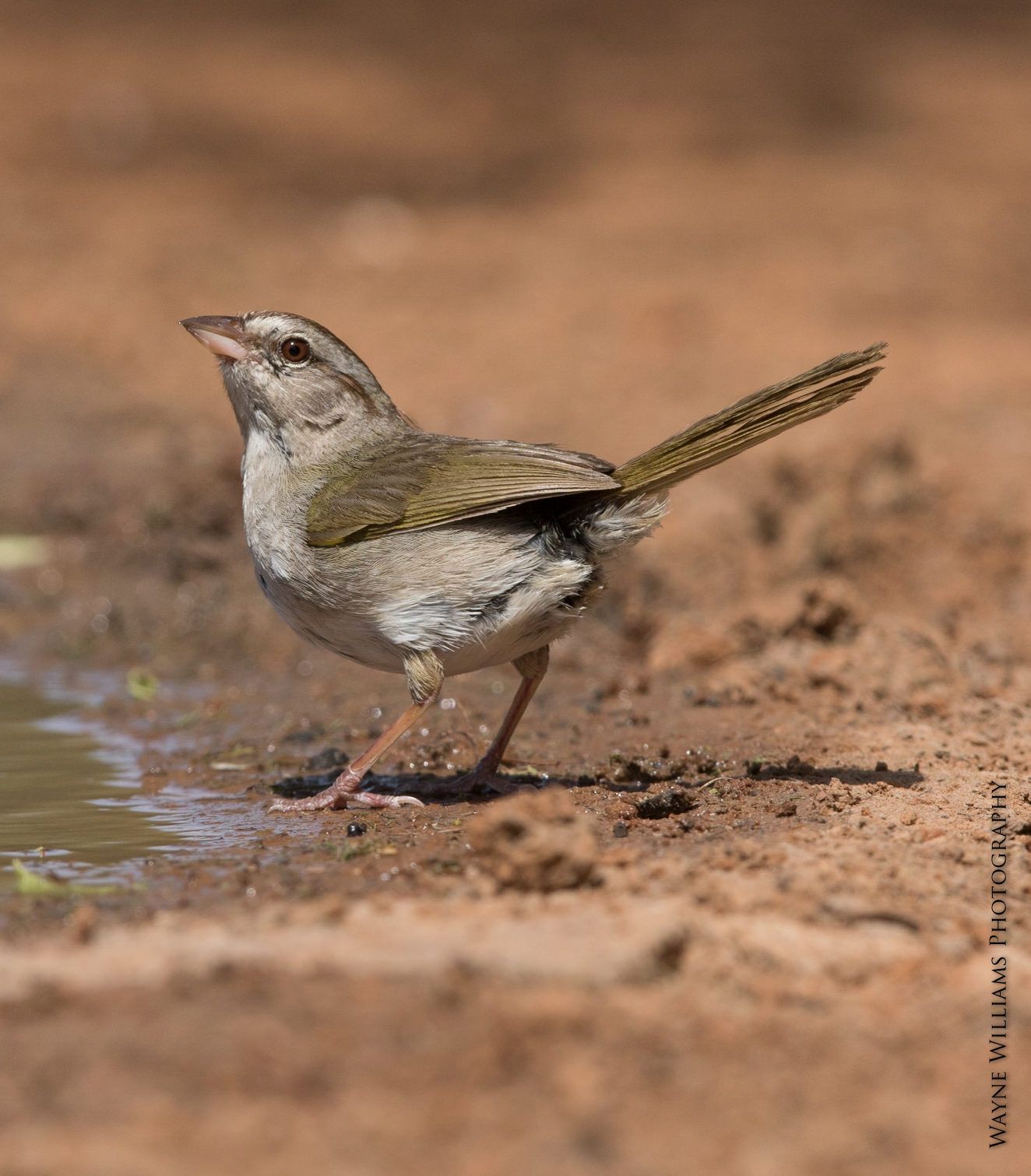 A small bird is standing on the ground near a puddle of water.