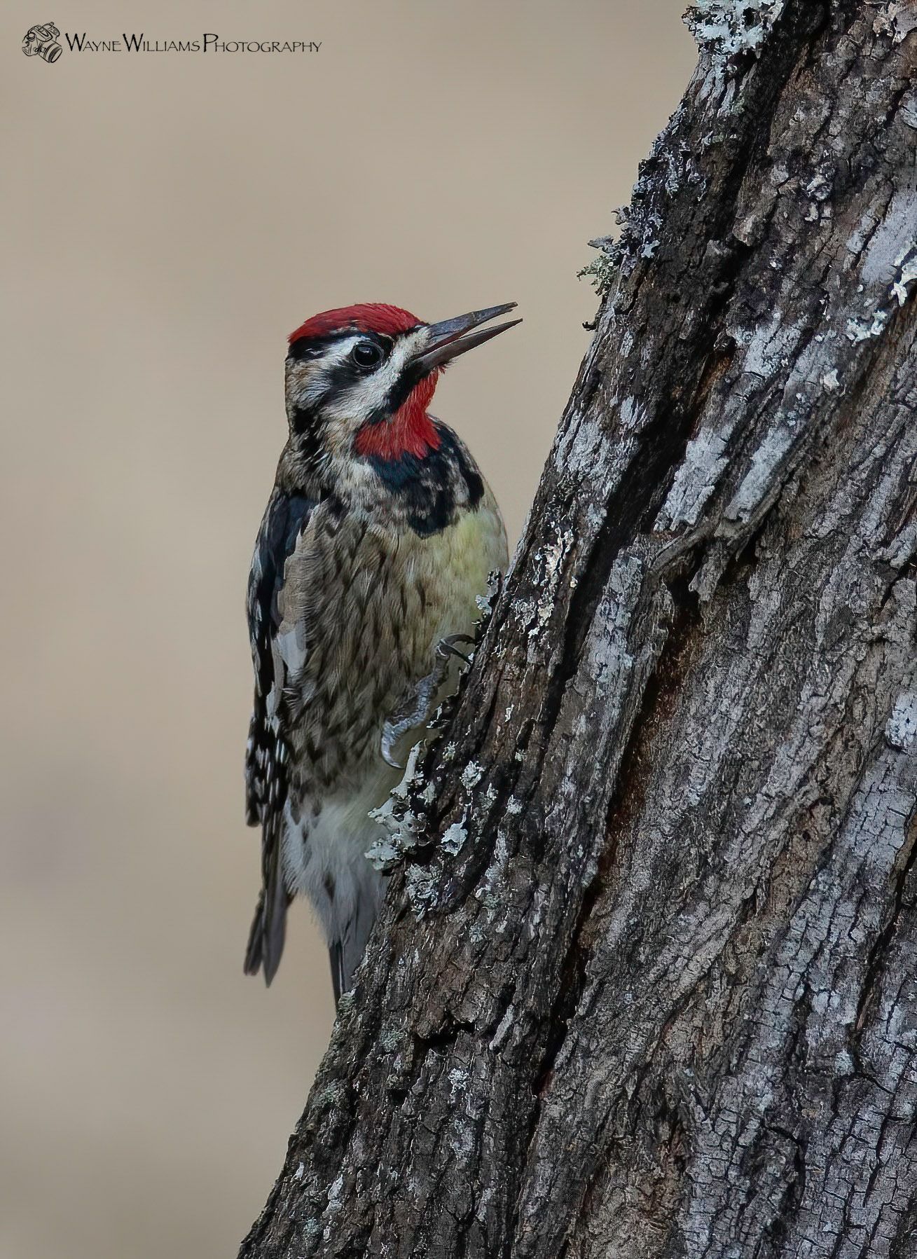 A woodpecker perched on a tree trunk with its beak open
