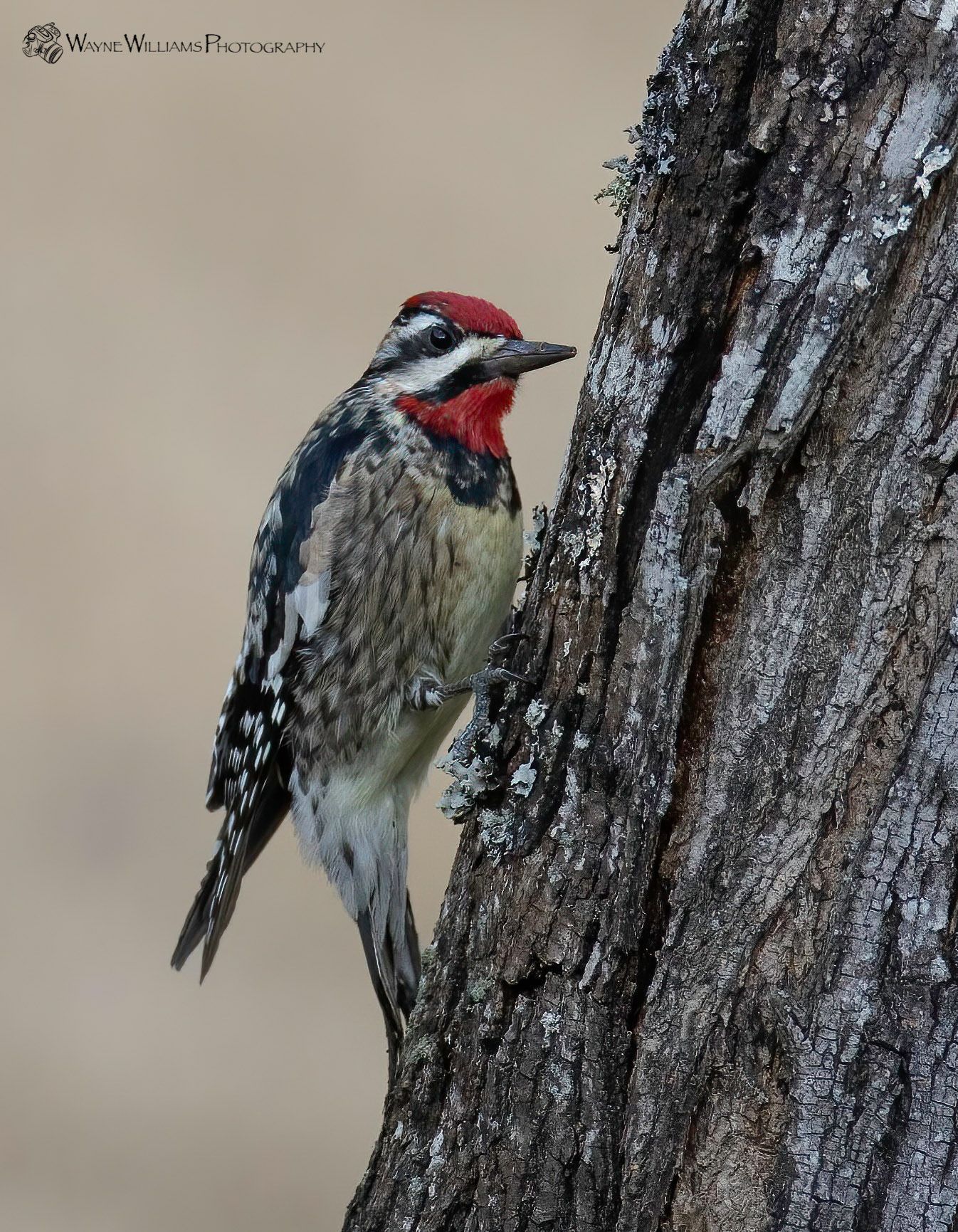 A woodpecker perched on the side of a tree