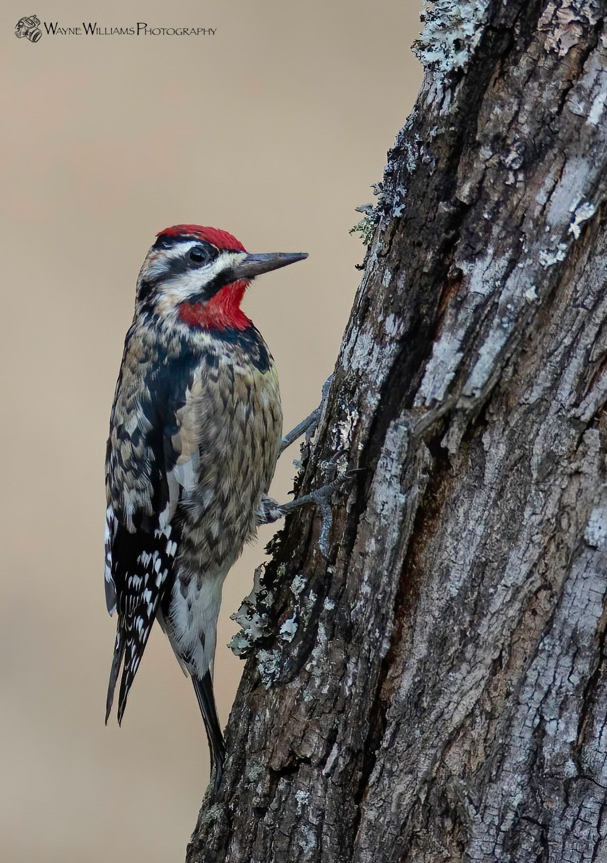 A woodpecker perched on the side of a tree