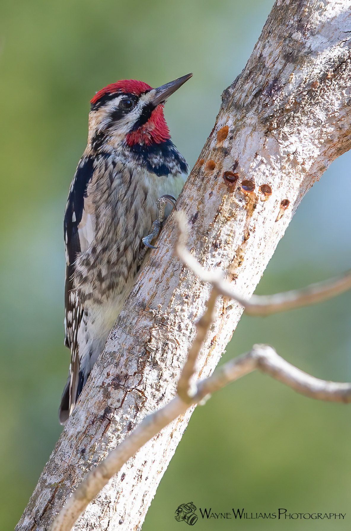 A small woodpecker perched on a tree branch.