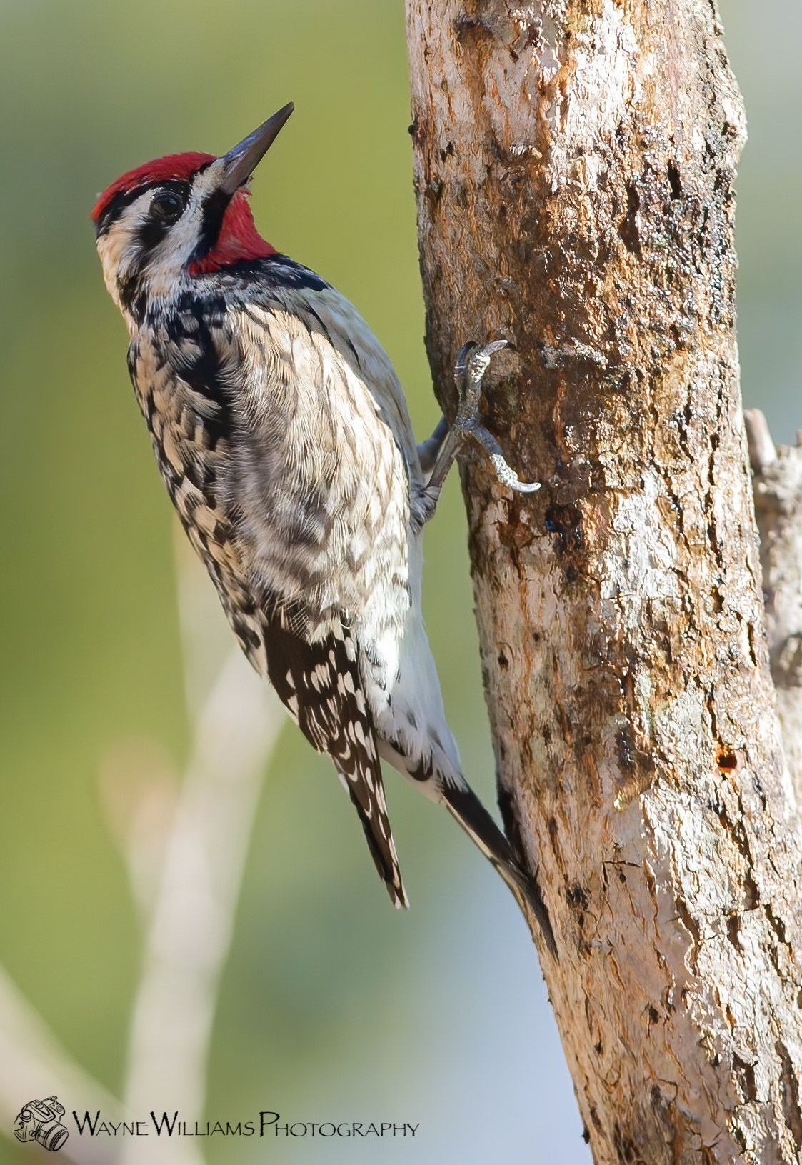 A woodpecker is perched on a tree branch.
