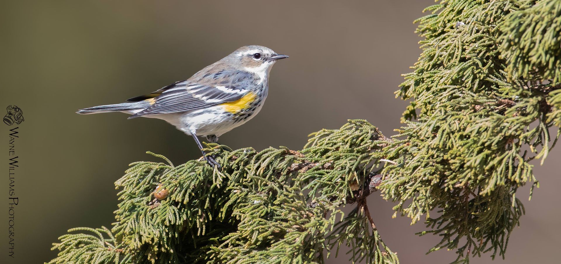A small bird is perched on a tree branch.