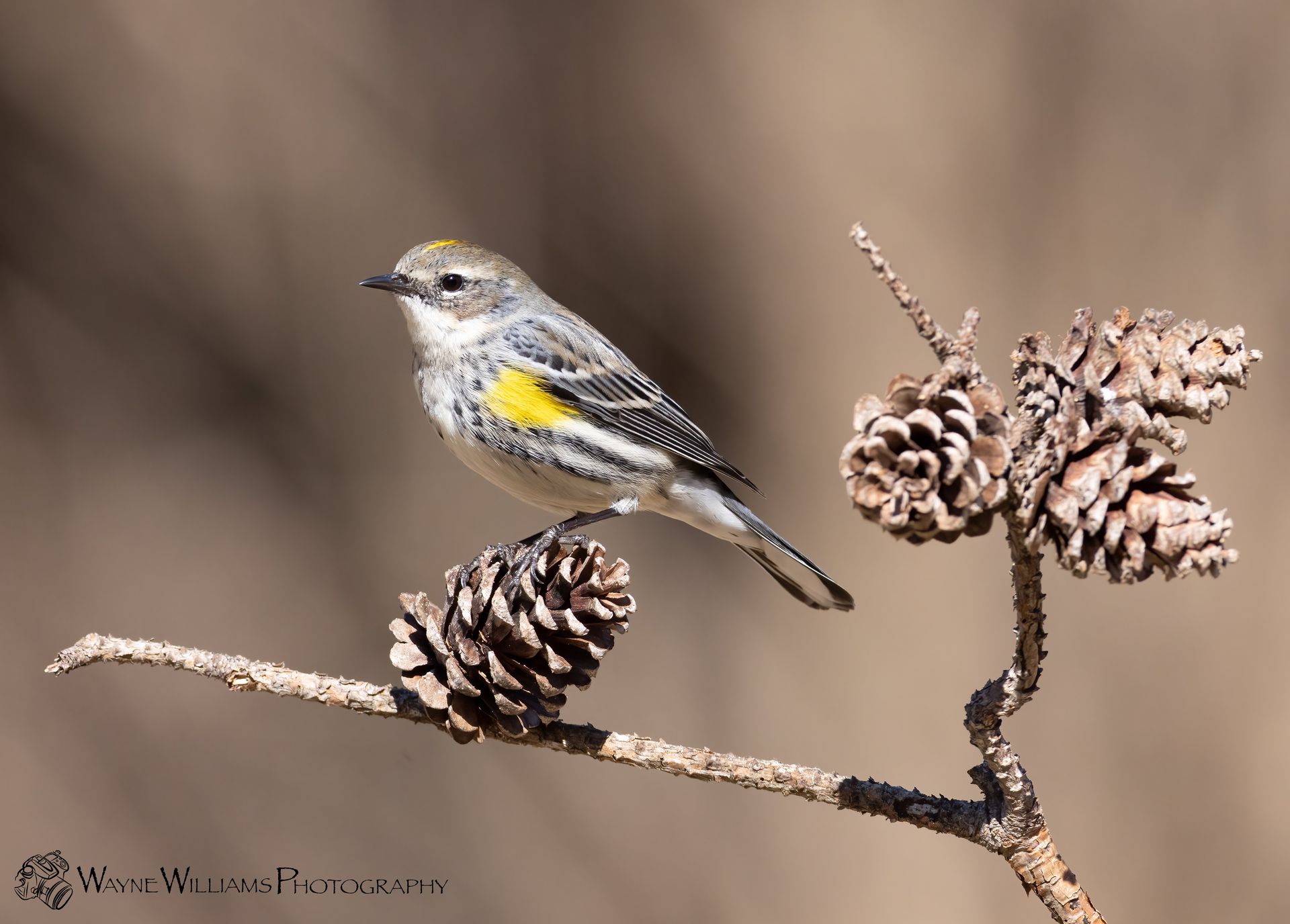 A small bird perched on a pine cone on a branch.