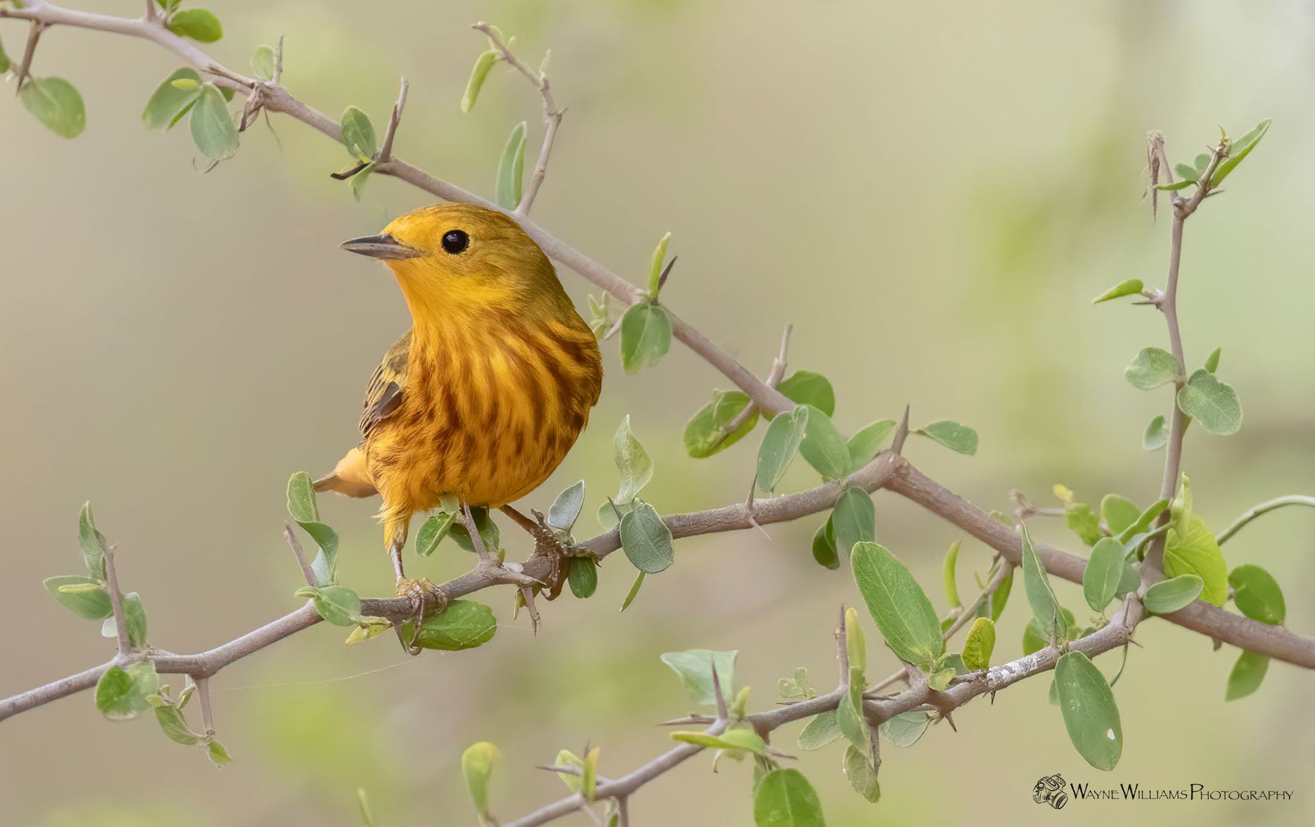 A small yellow bird perched on a tree branch.