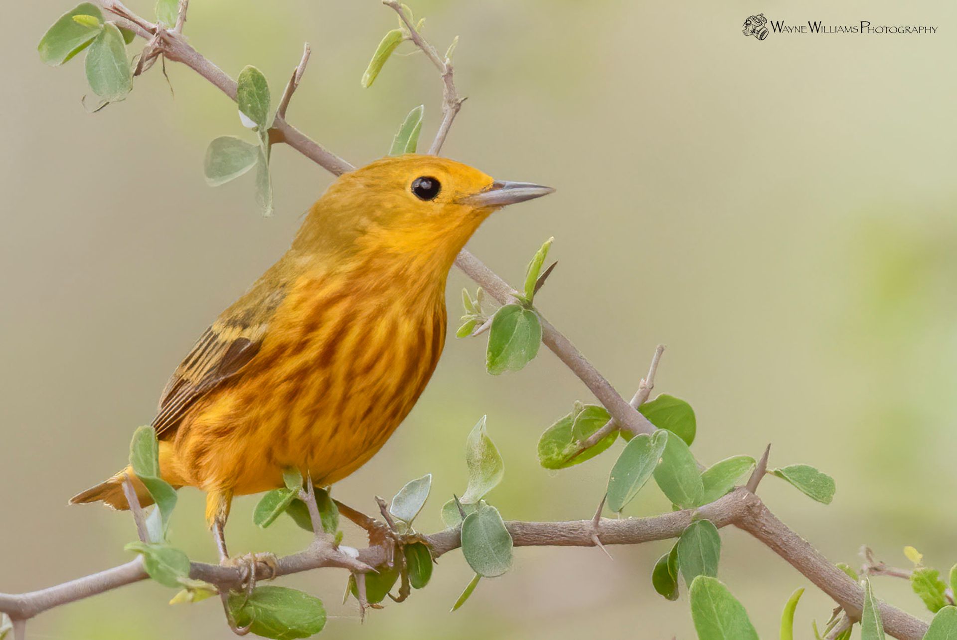A small yellow bird perched on a tree branch.