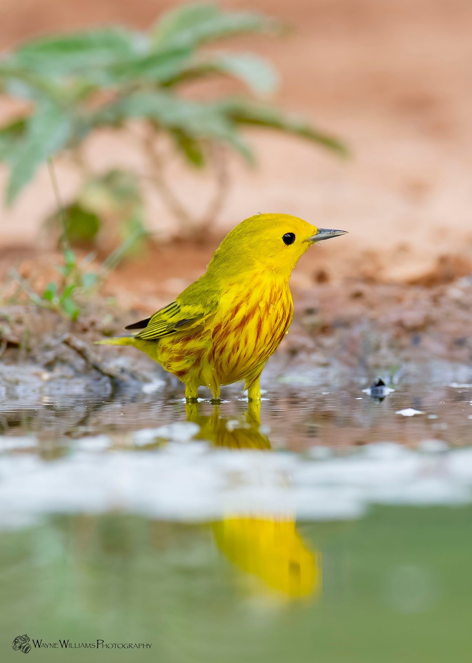 A small yellow bird is standing in a puddle of water.