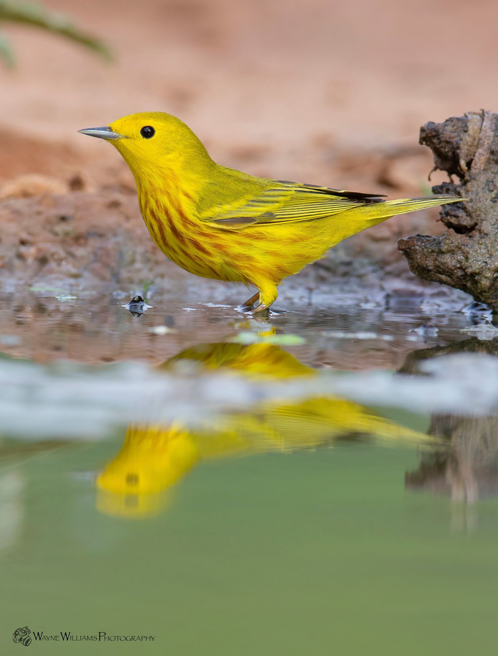 A yellow bird is drinking water from a pond.