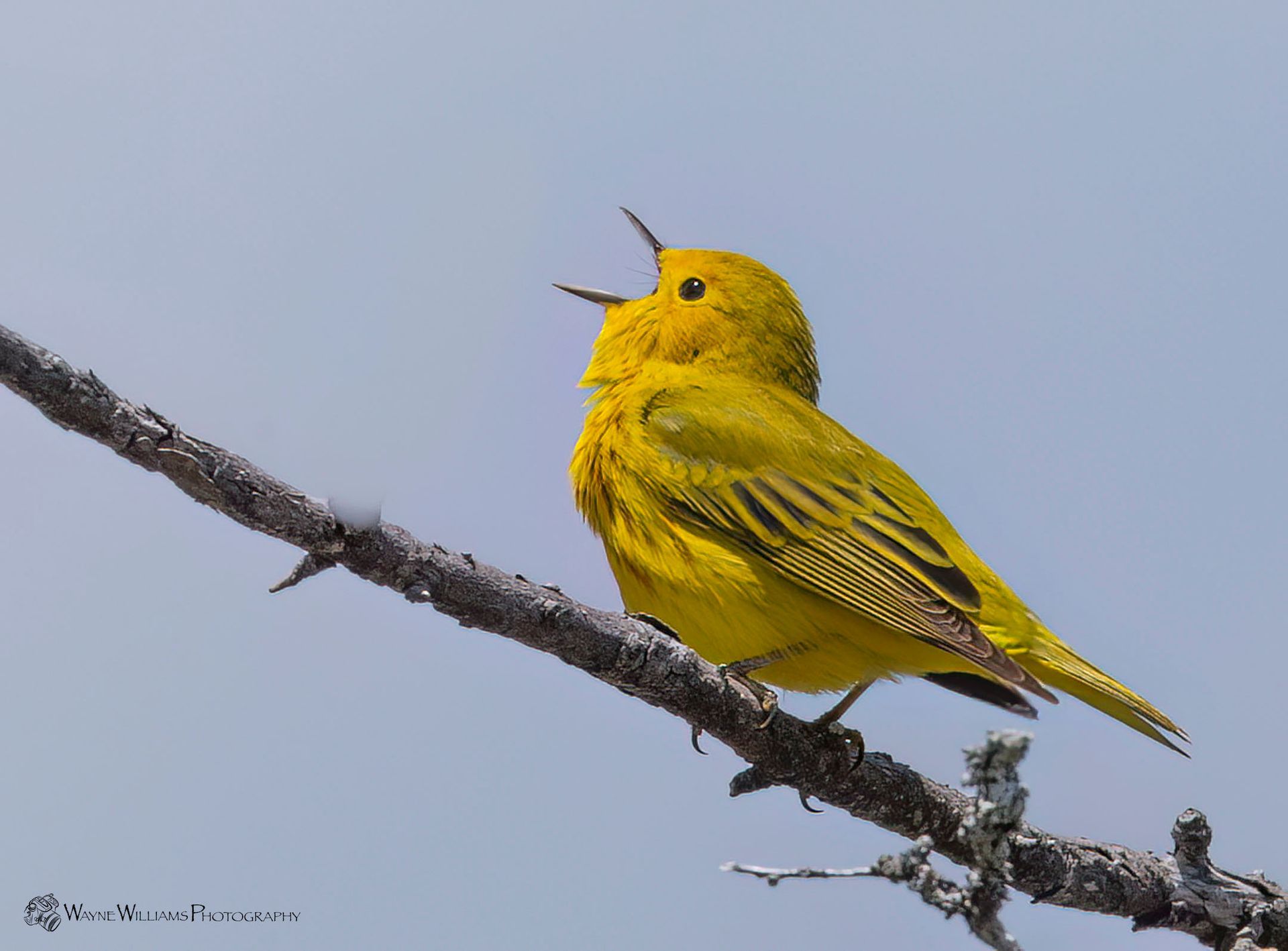 A yellow bird perched on a tree branch with its beak open