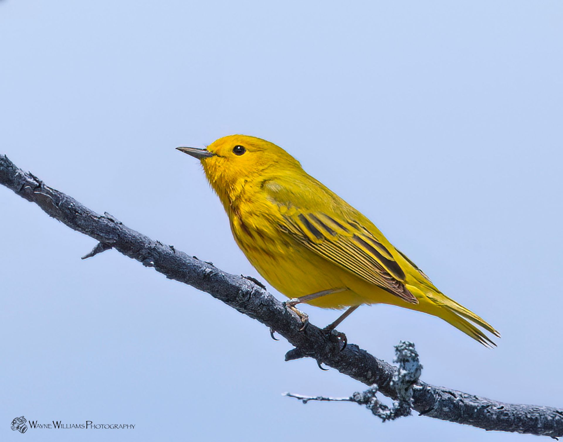 A small yellow bird perched on a tree branch