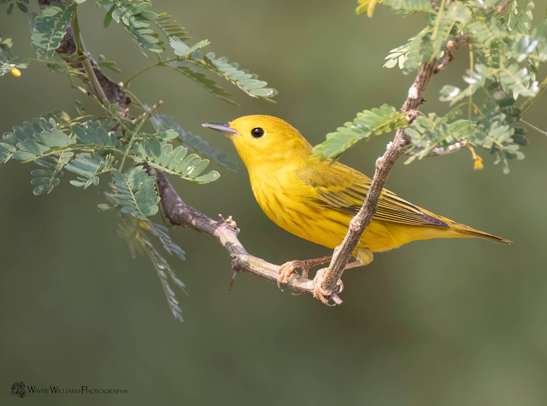 A small yellow bird perched on a tree branch.