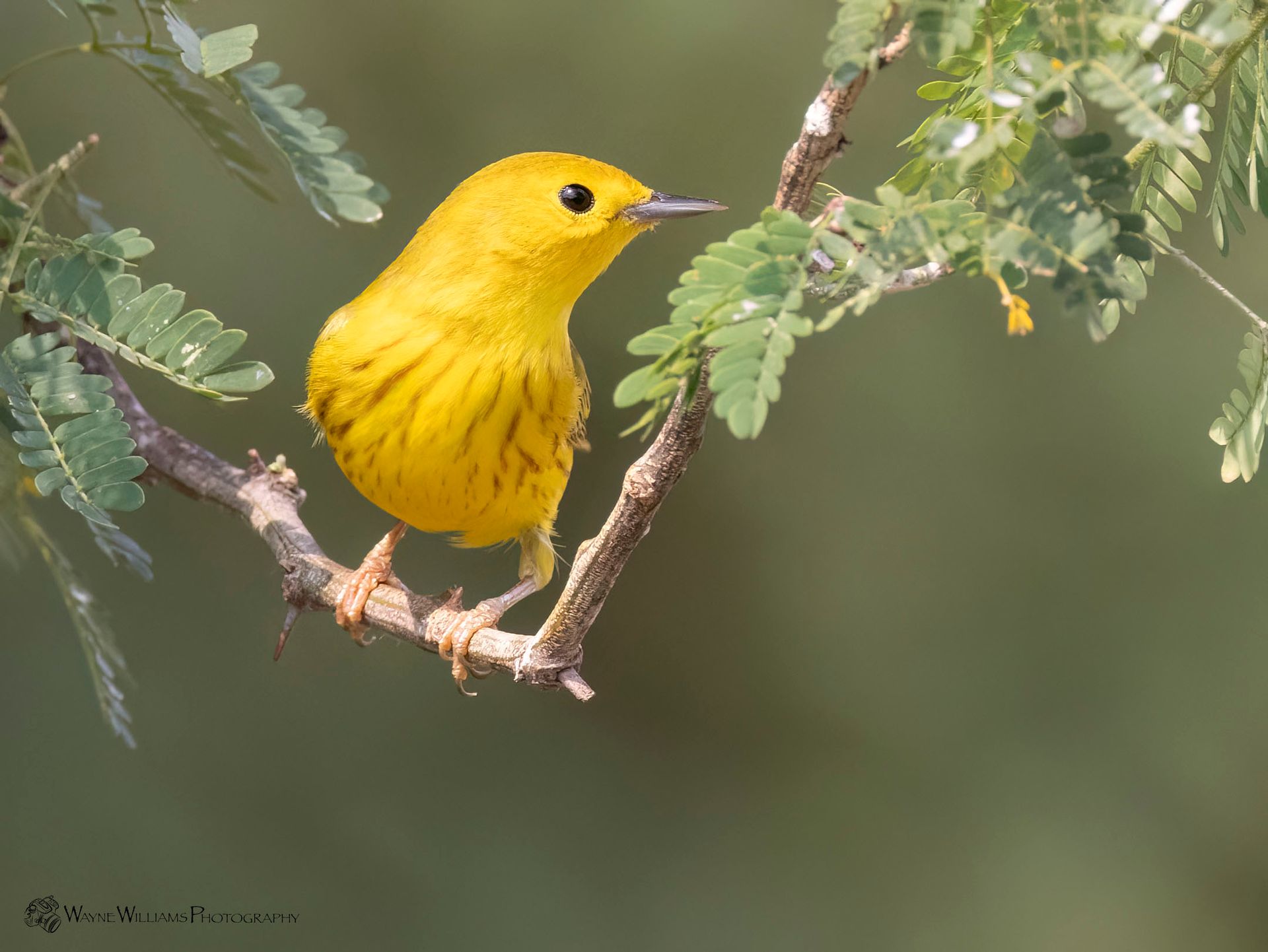 A small yellow bird perched on a tree branch