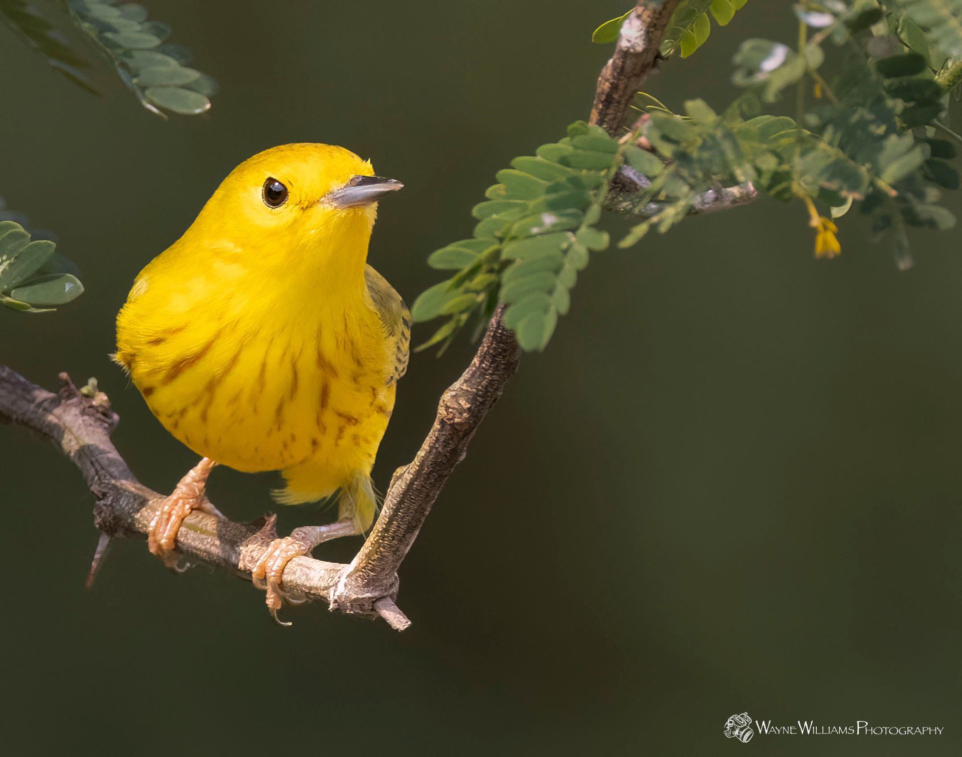A small yellow bird perched on a tree branch