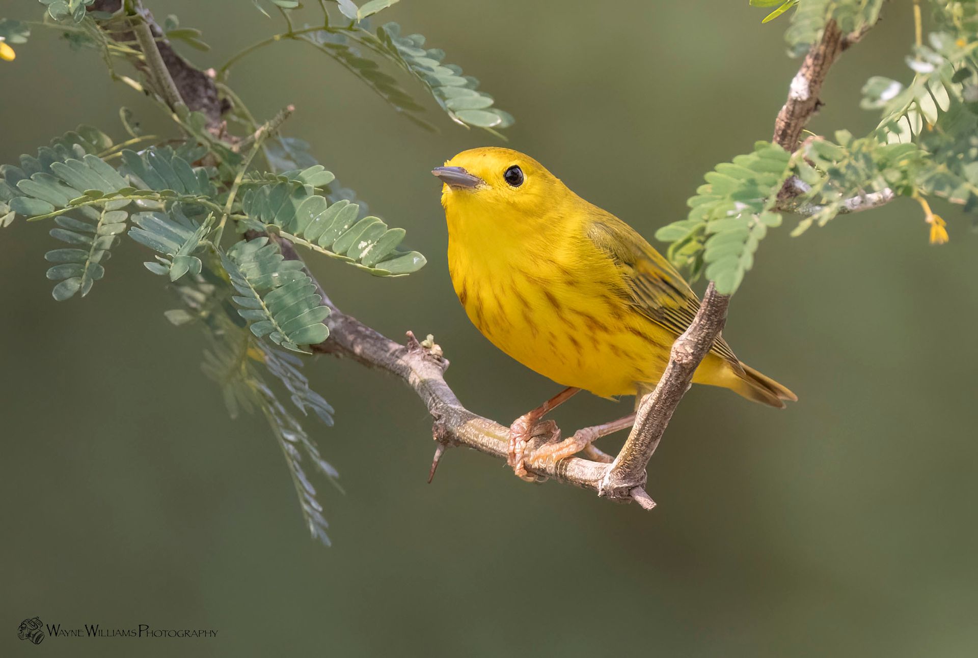 A small yellow bird perched on a tree branch.