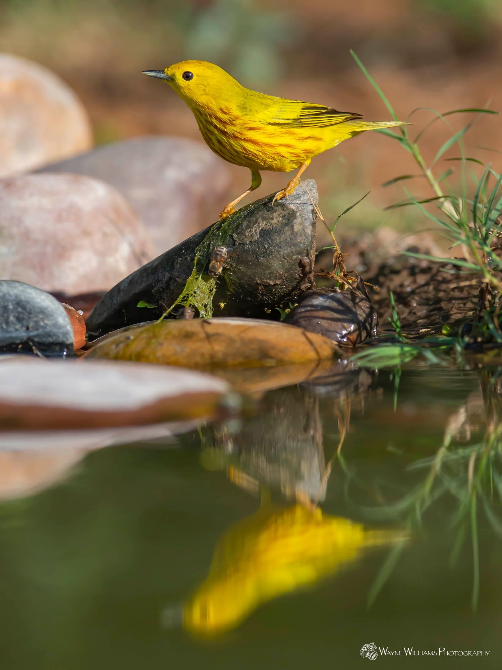 A yellow bird is perched on a rock near a pond.