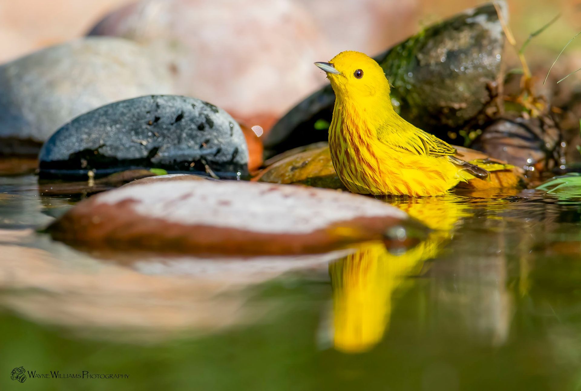 A yellow bird is sitting on a rock in a pond.