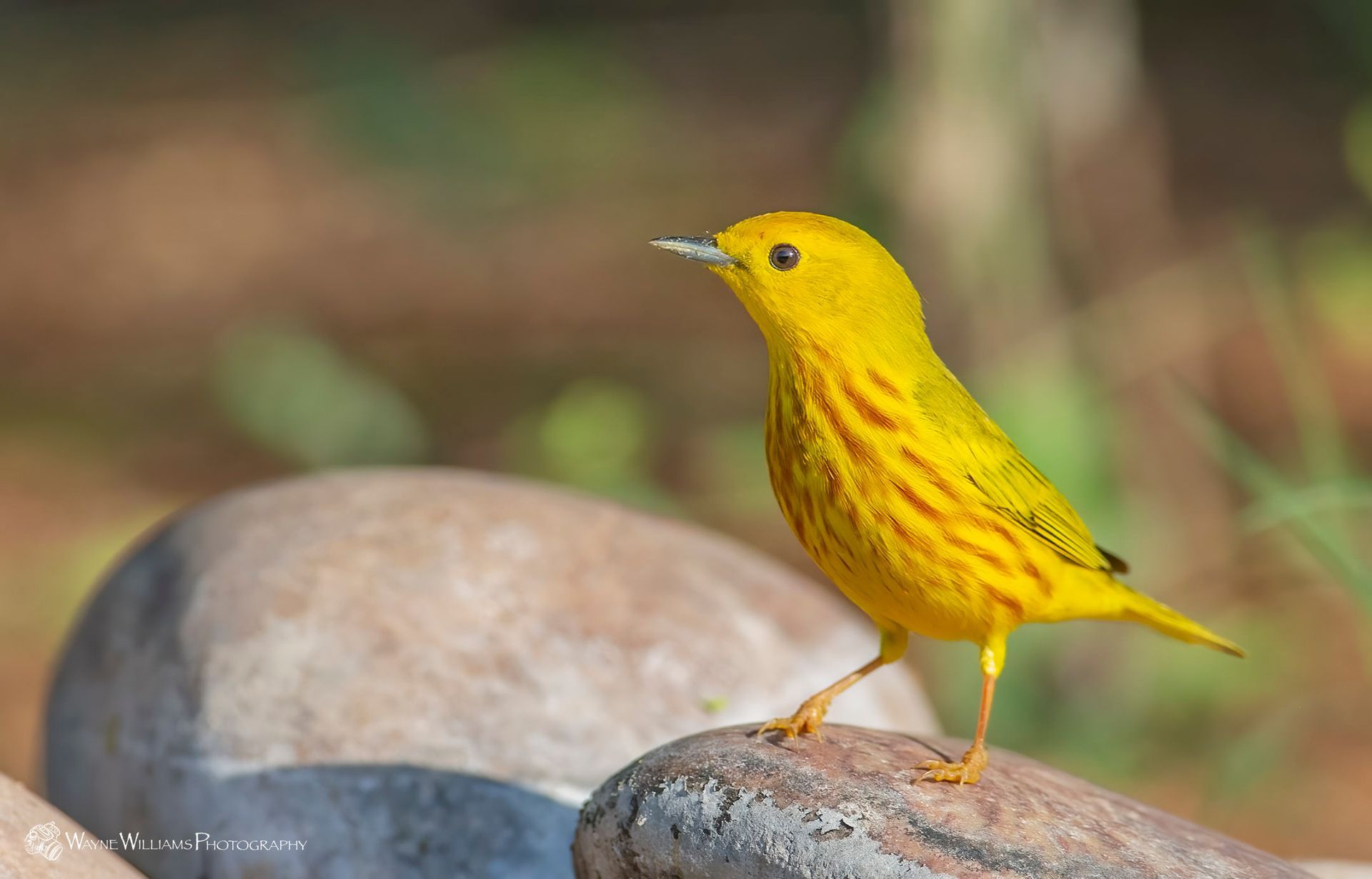 A small yellow bird perched on top of a rock.