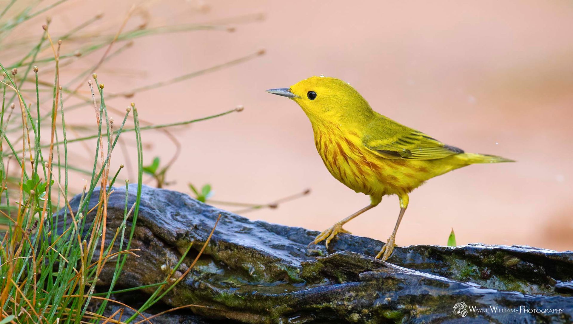A small yellow bird is perched on a rock.