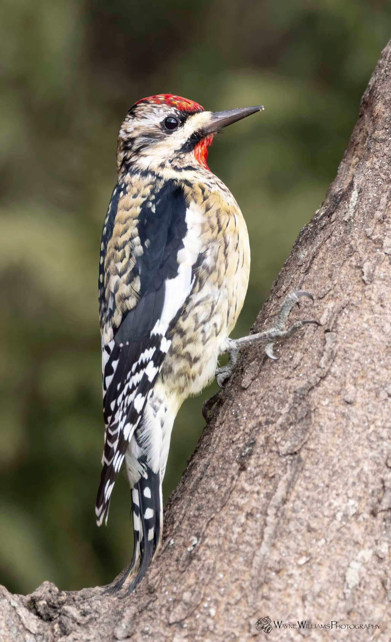A woodpecker perched on a tree branch with its beak open.