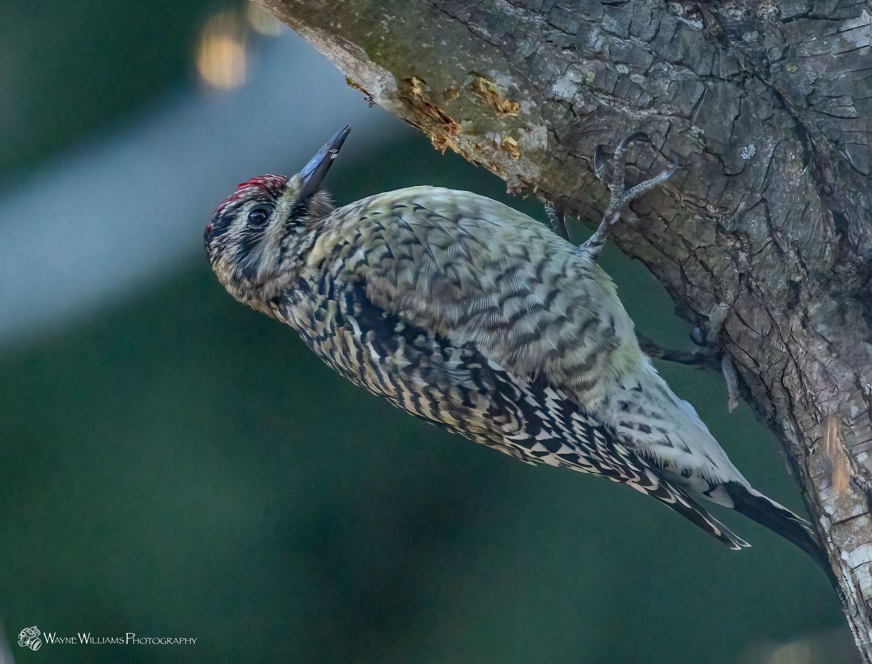 A woodpecker perched on a tree branch with its beak open.