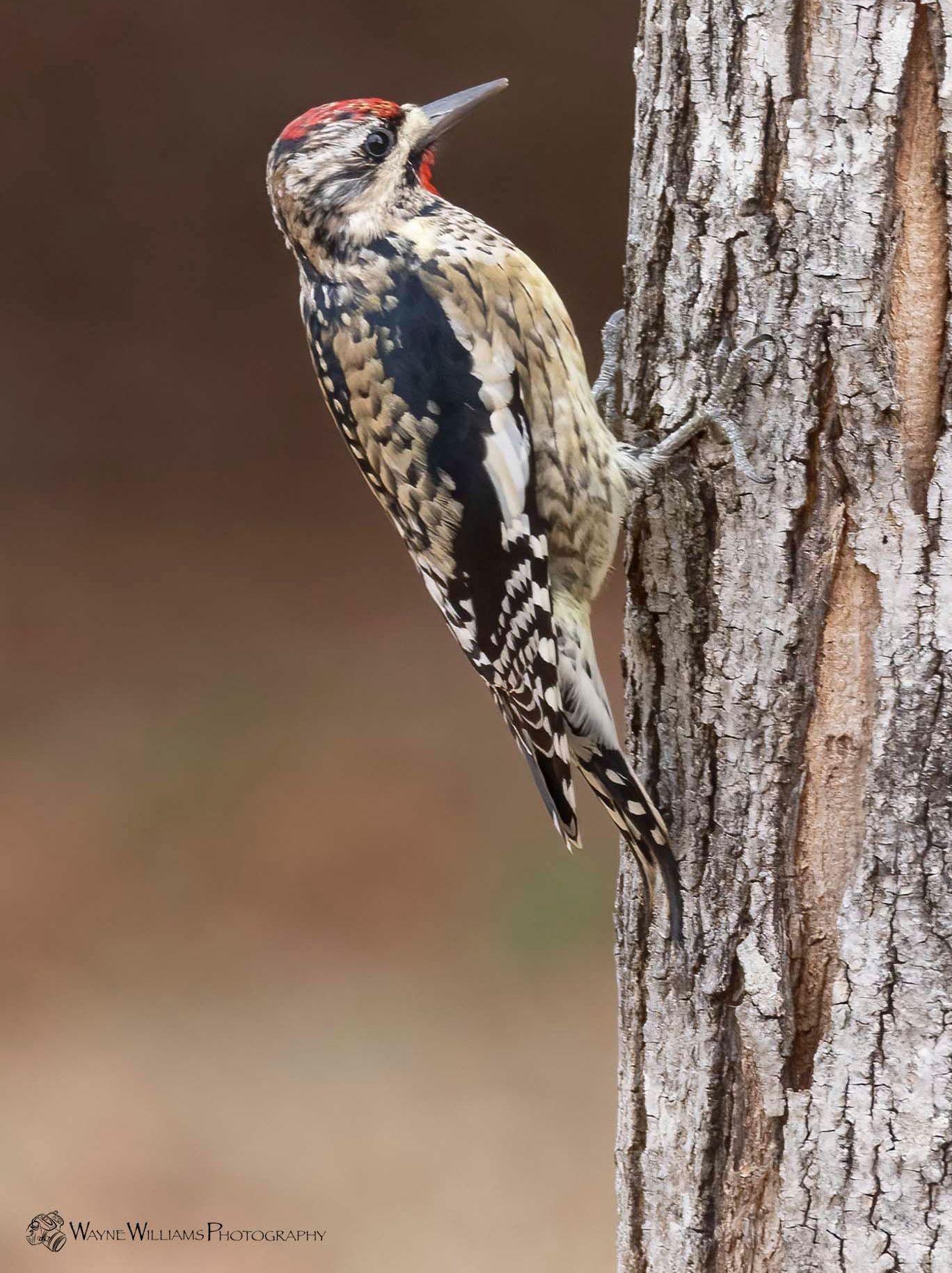 A woodpecker perched on a tree trunk with its beak open.