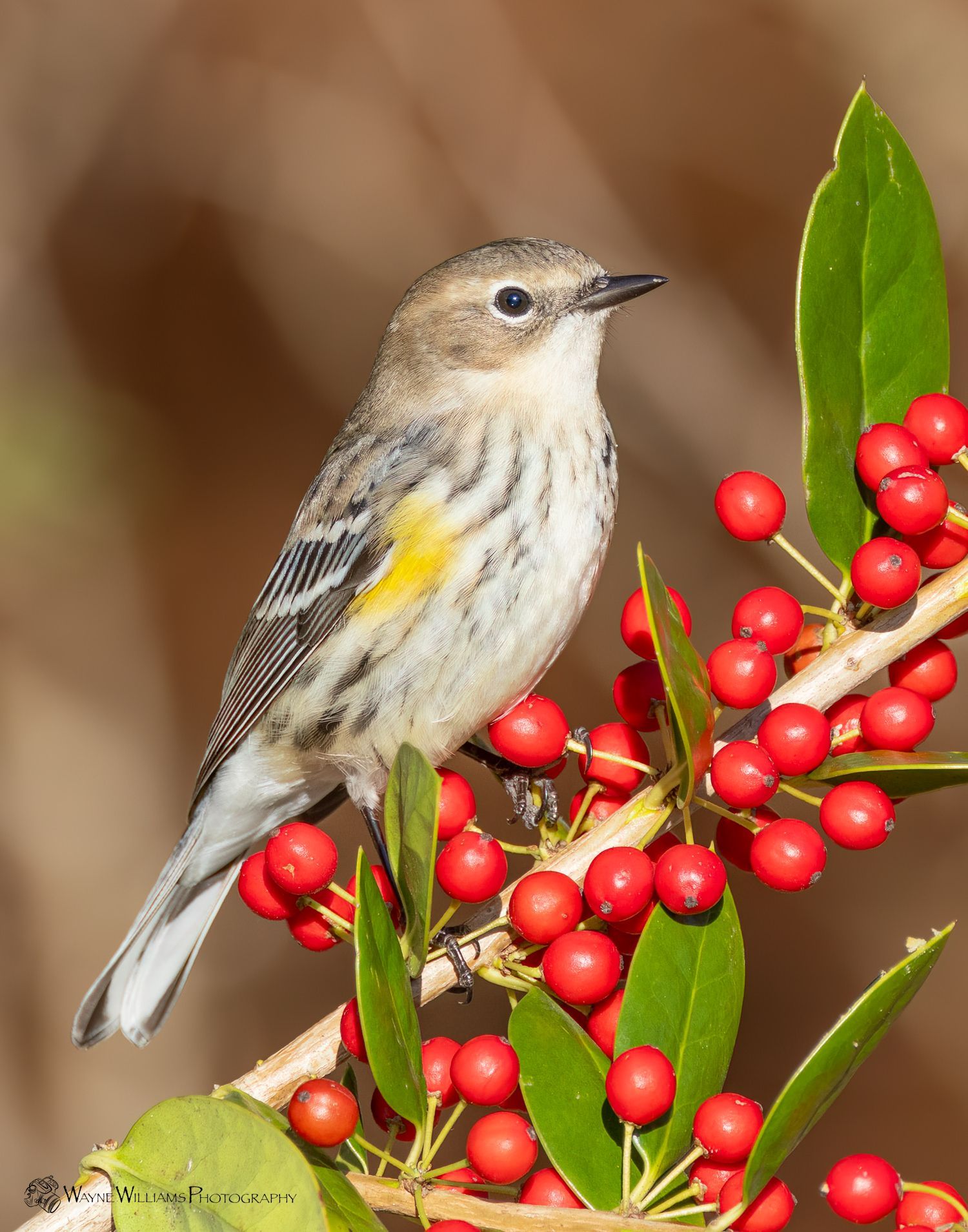 A small bird perched on a branch with red berries