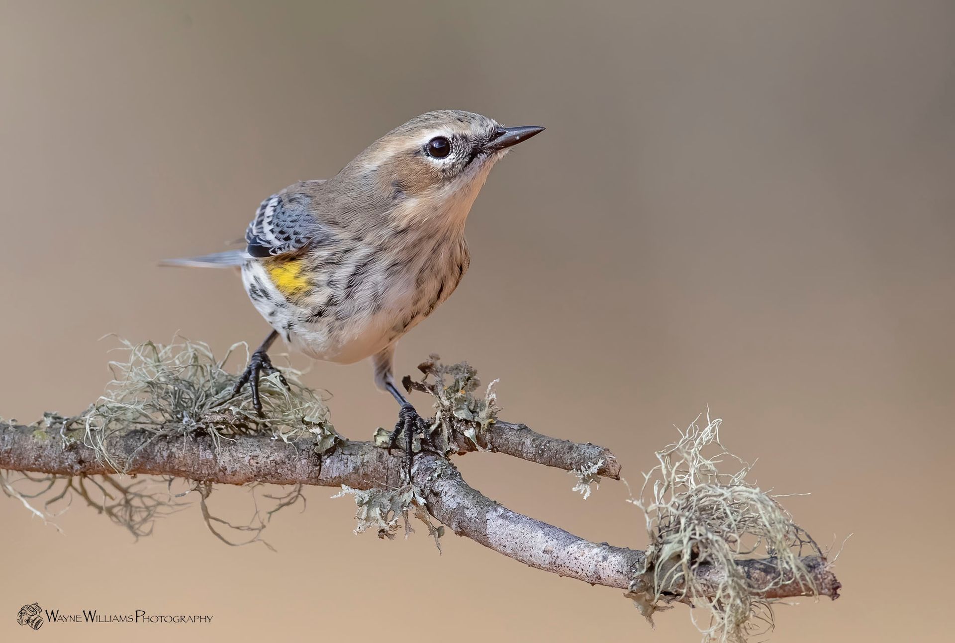 A small bird perched on a branch with moss.