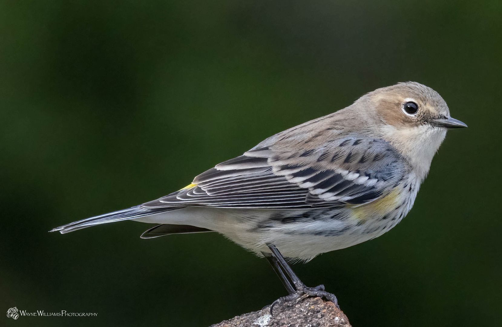 A small bird perched on top of a rock.