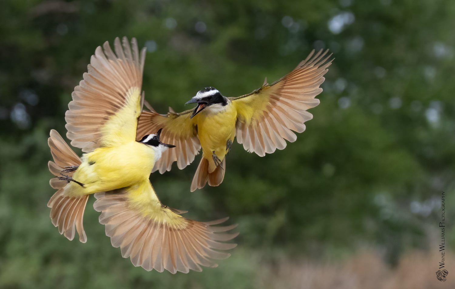 Two birds are flying in the air with their wings outstretched.