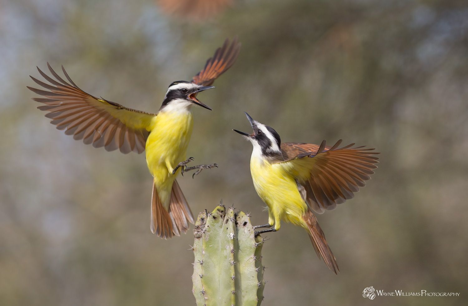 Two birds are sitting on top of a cactus.