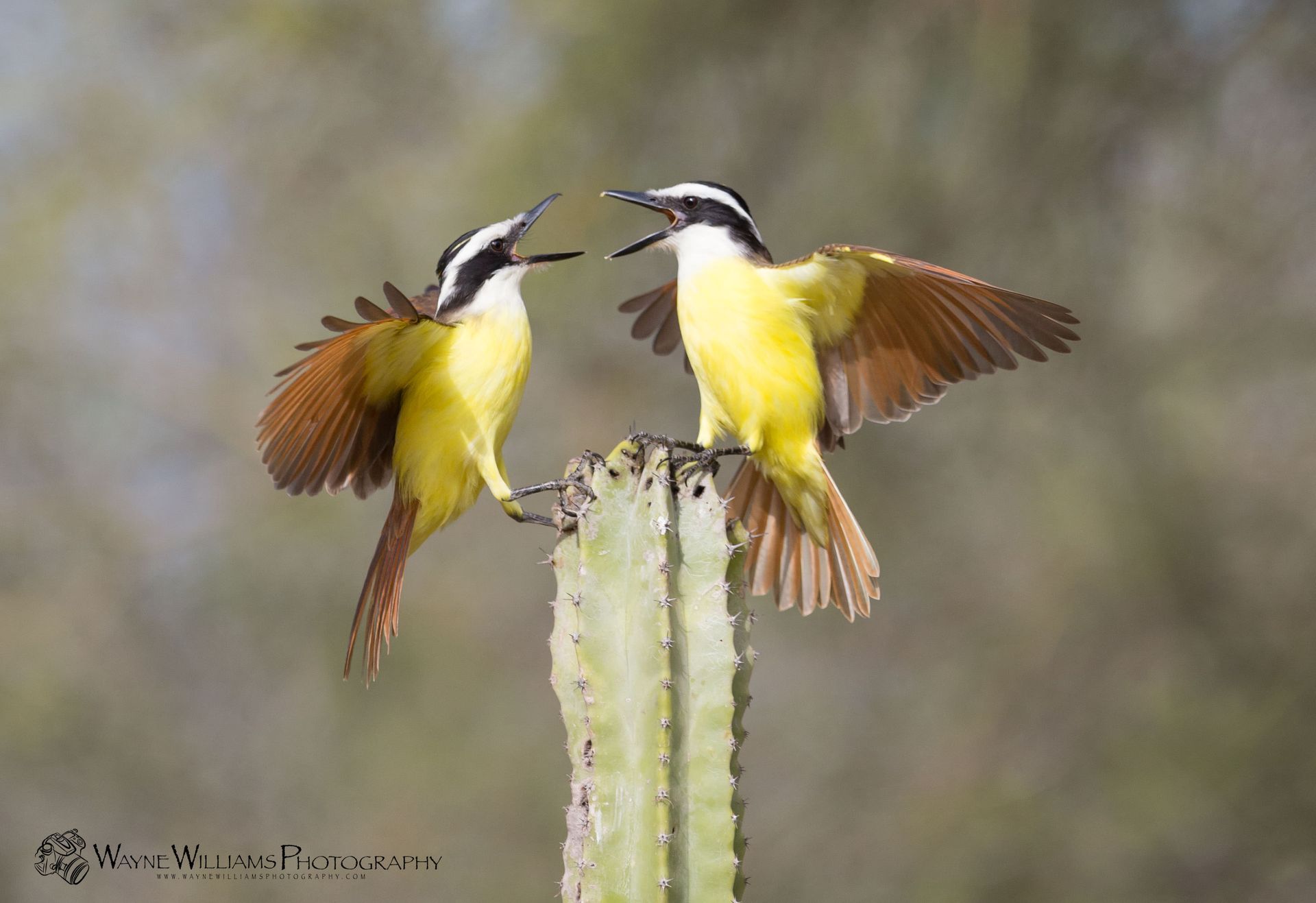 Two birds are perched on top of a cactus.