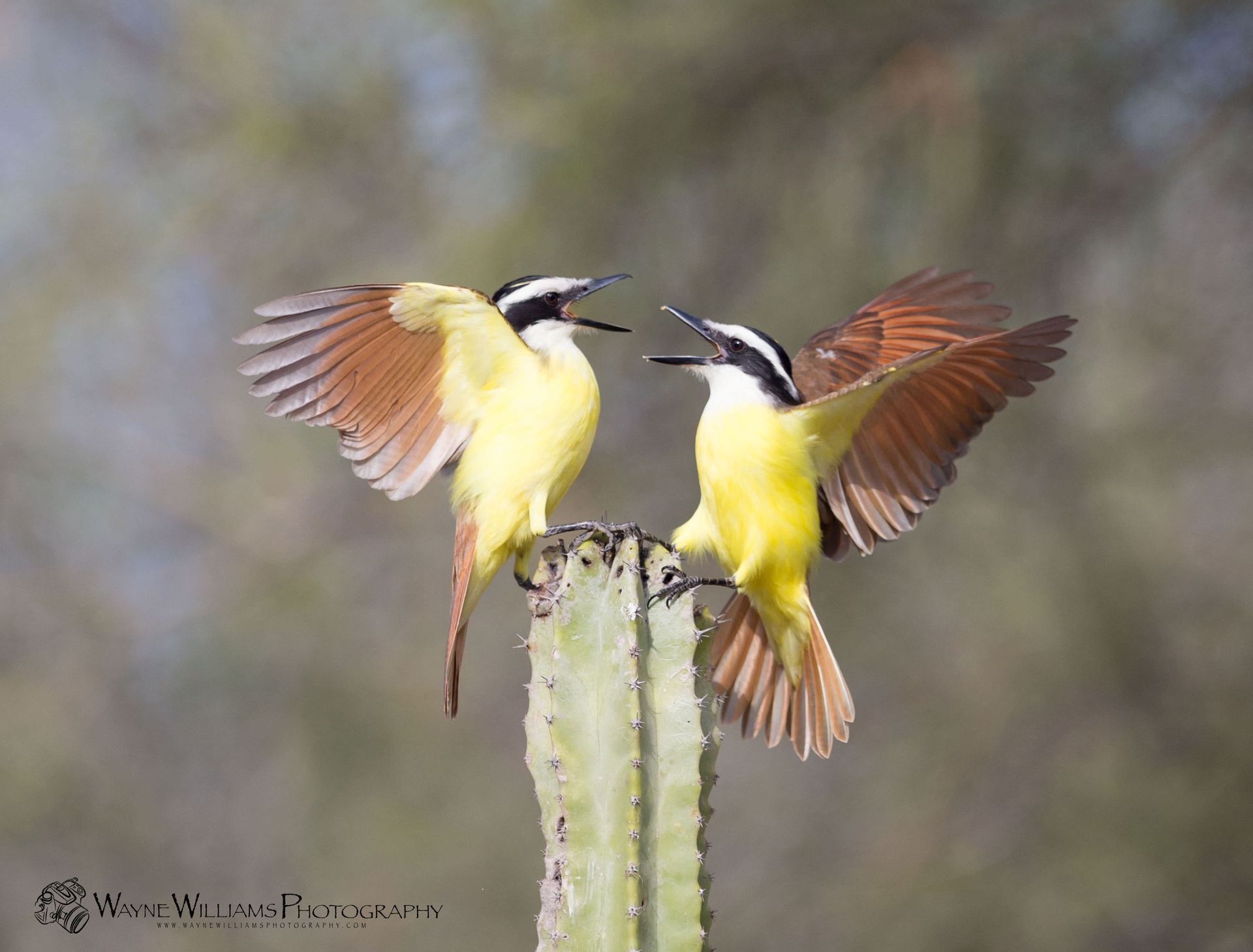 Two birds are perched on top of a cactus.