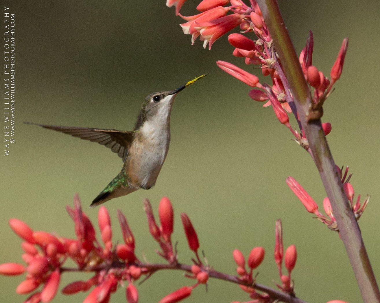 A hummingbird with a yellow beak is perched on a red flower