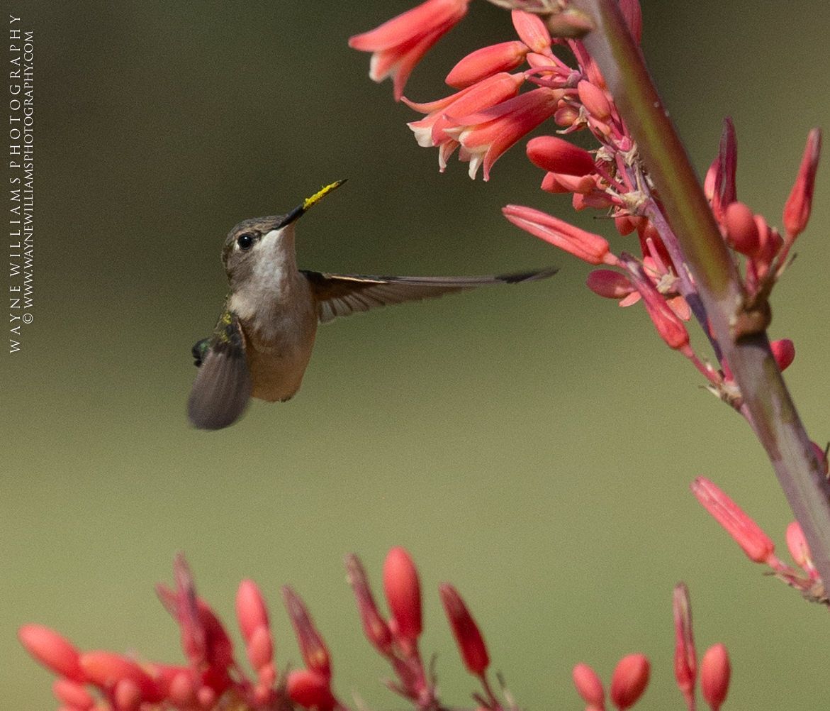 A hummingbird with a yellow beak is flying near some red flowers