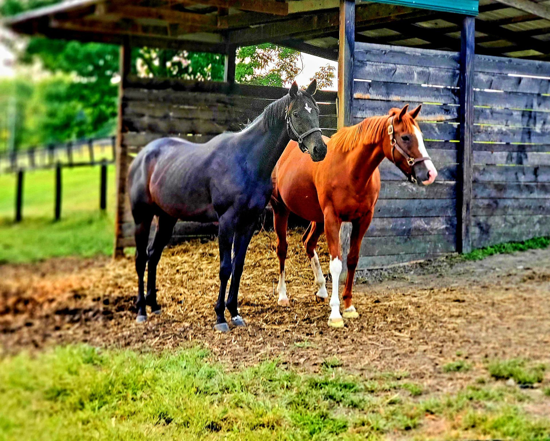 Horse Farm Schuylerville, NY, Saratoga County