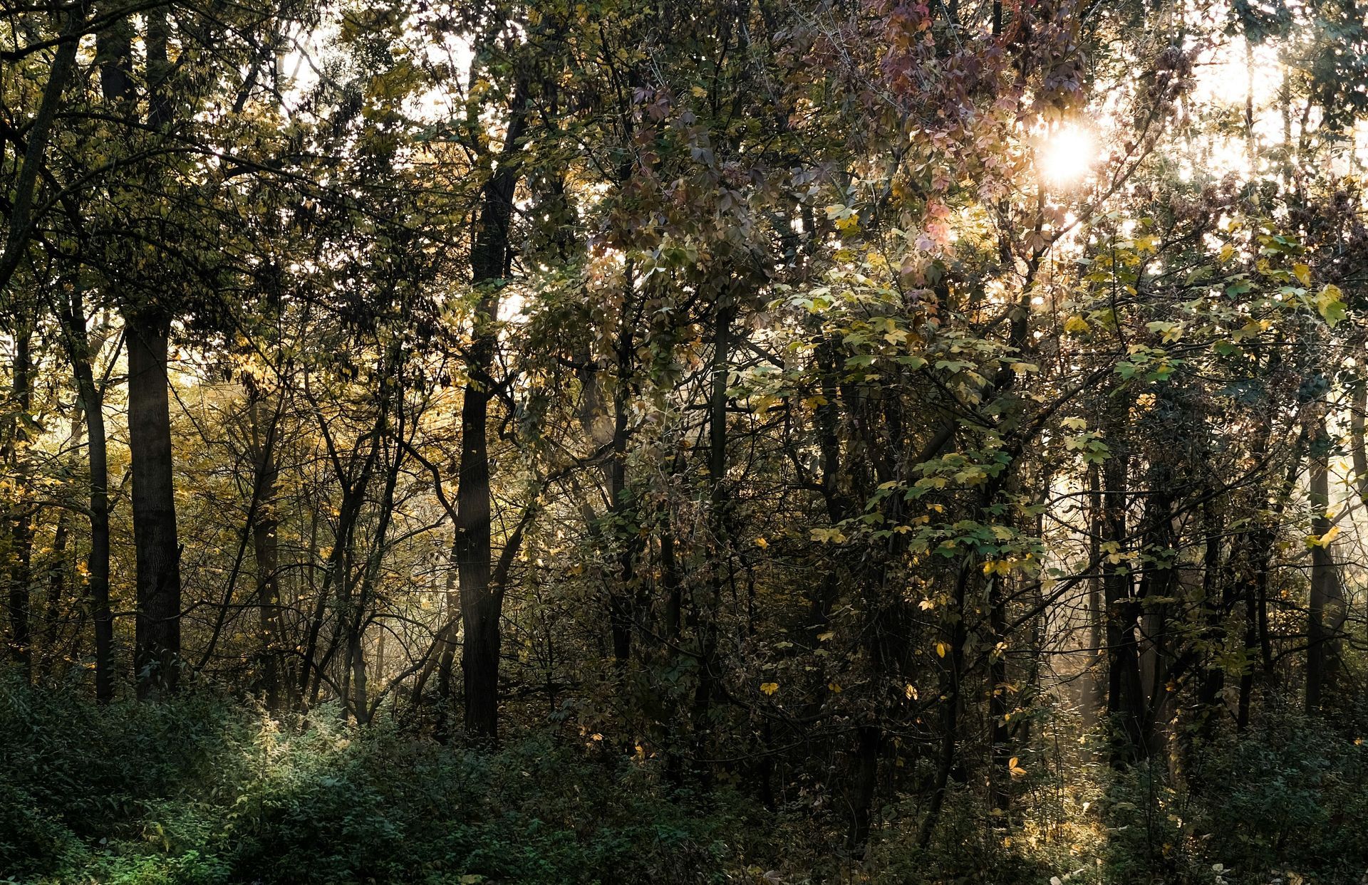 Forests, Northern New York, Adirondack State Park, Hamilton County, New York