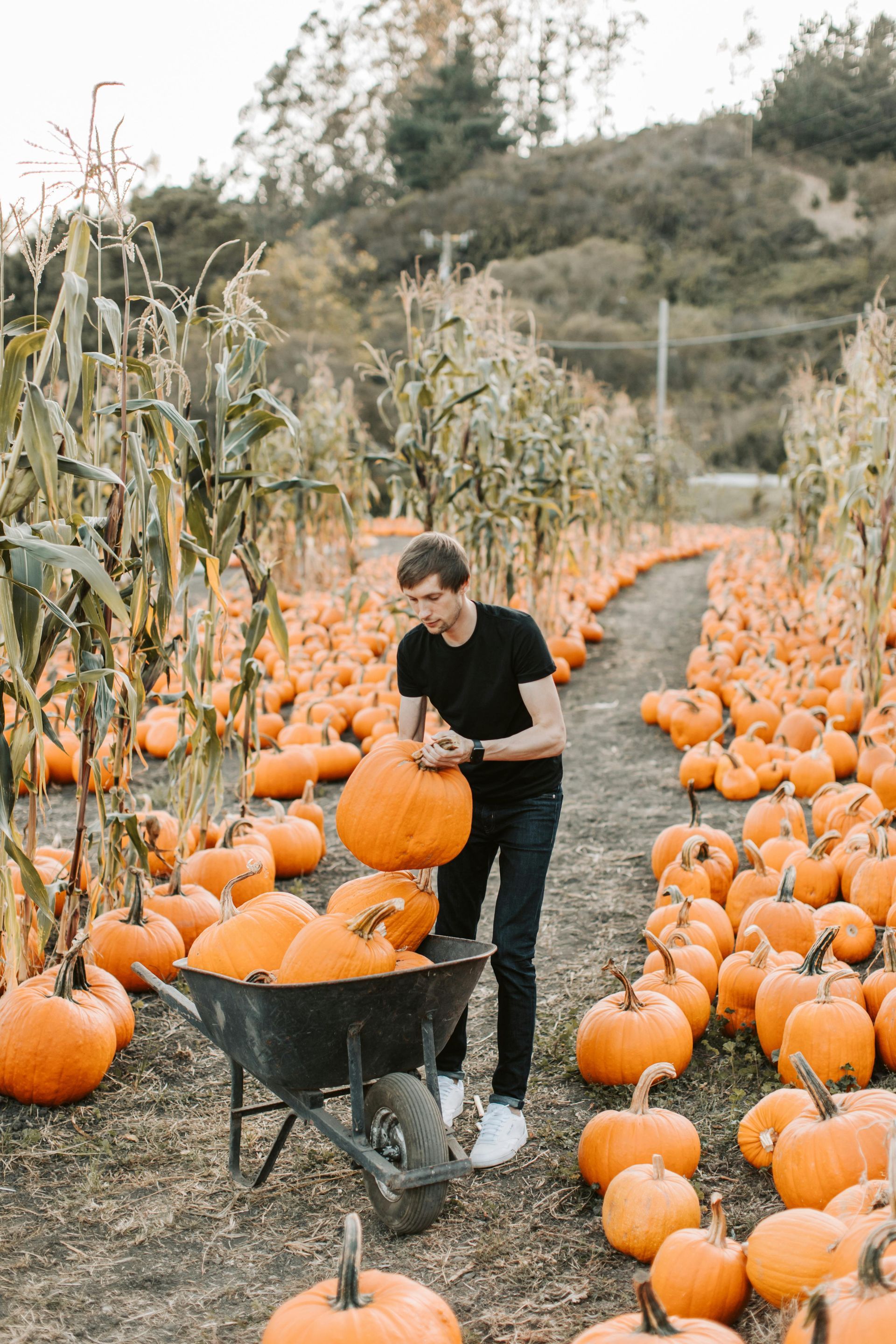 Pumpkin Patch, Liberty Ridge Farm, Schaghticoke, Rensselaer County, New York