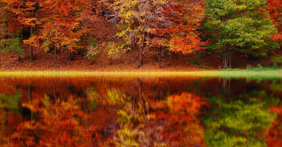 Picture of fall foliage near Argyle, NY