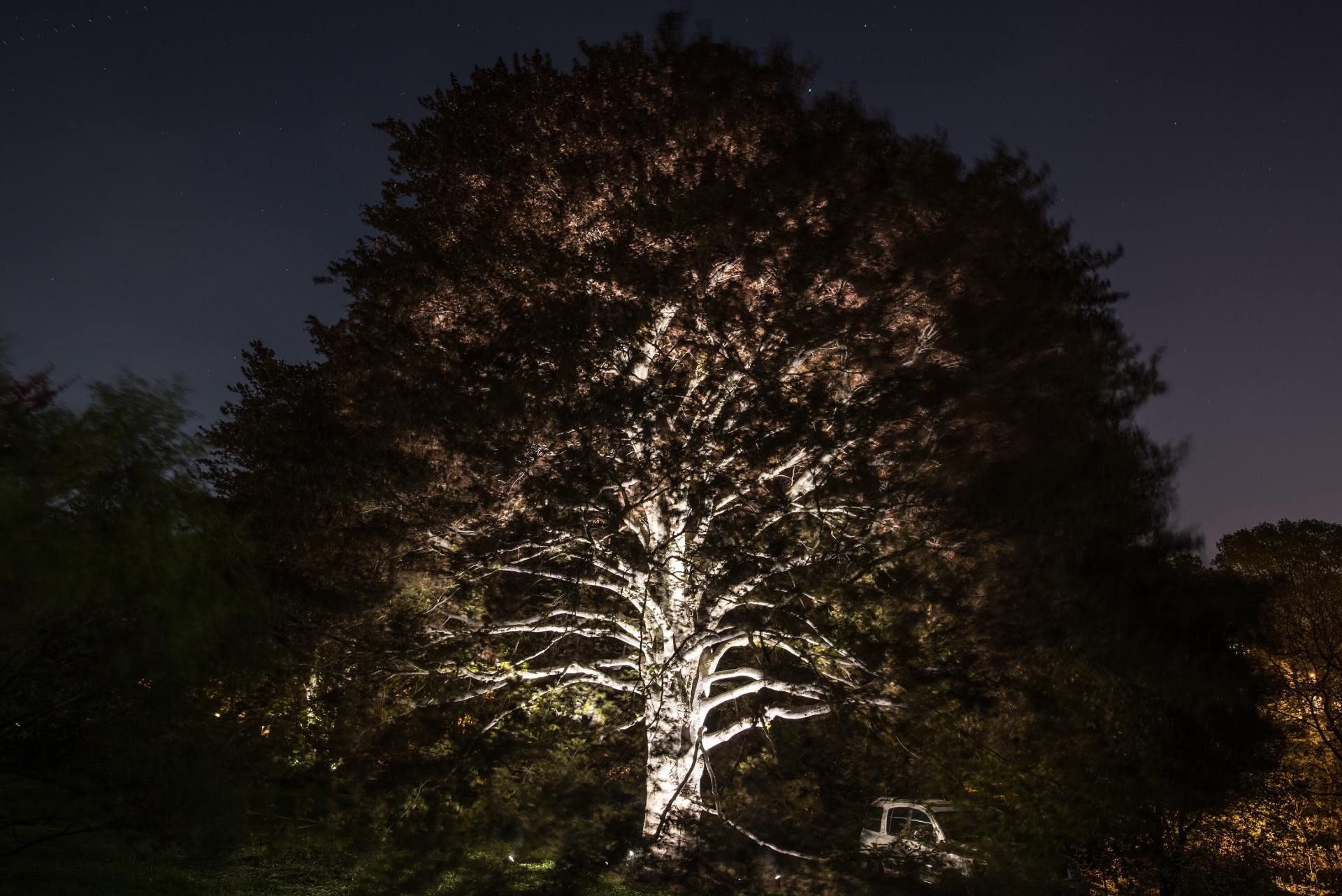Lit Tree - Landscape Lighting in Bedford Hills, NY