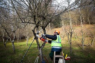 Man with chainsaw pruning