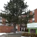 A large pine tree is in front of a brick building.