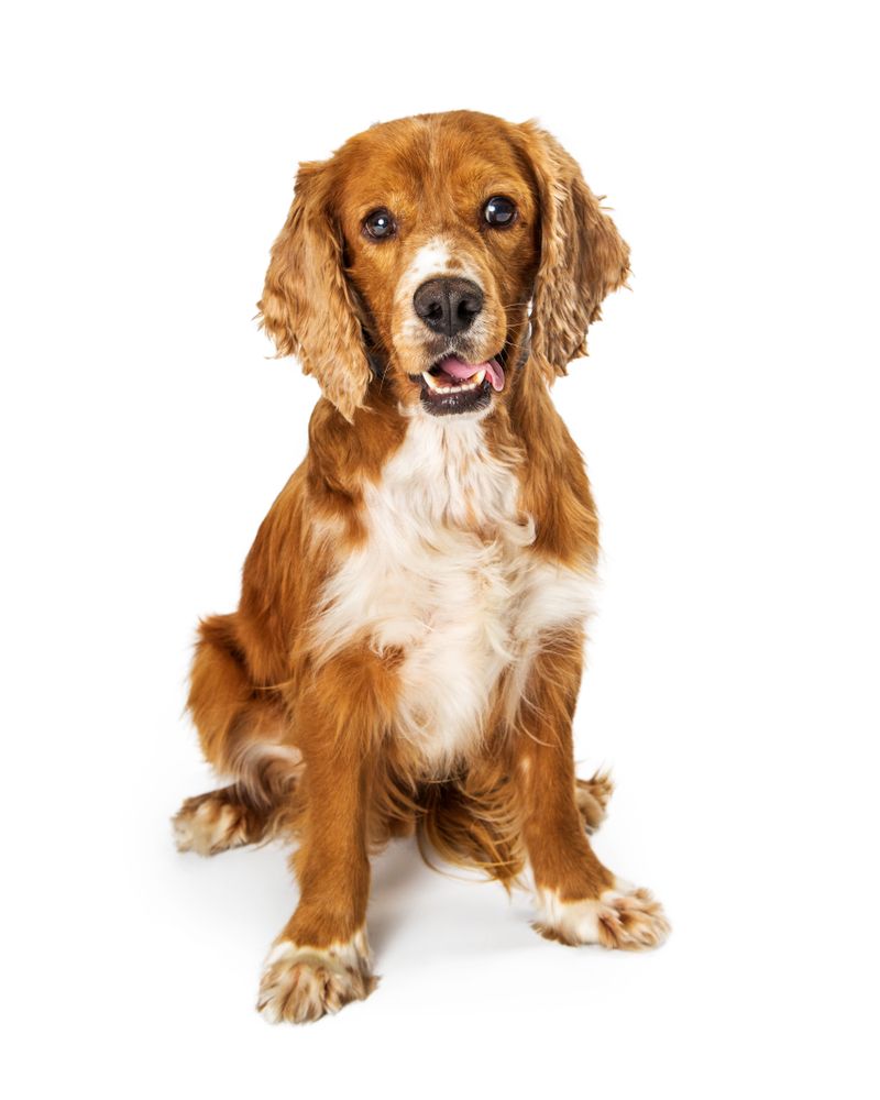 A brown and white cocker spaniel is sitting on a white background.