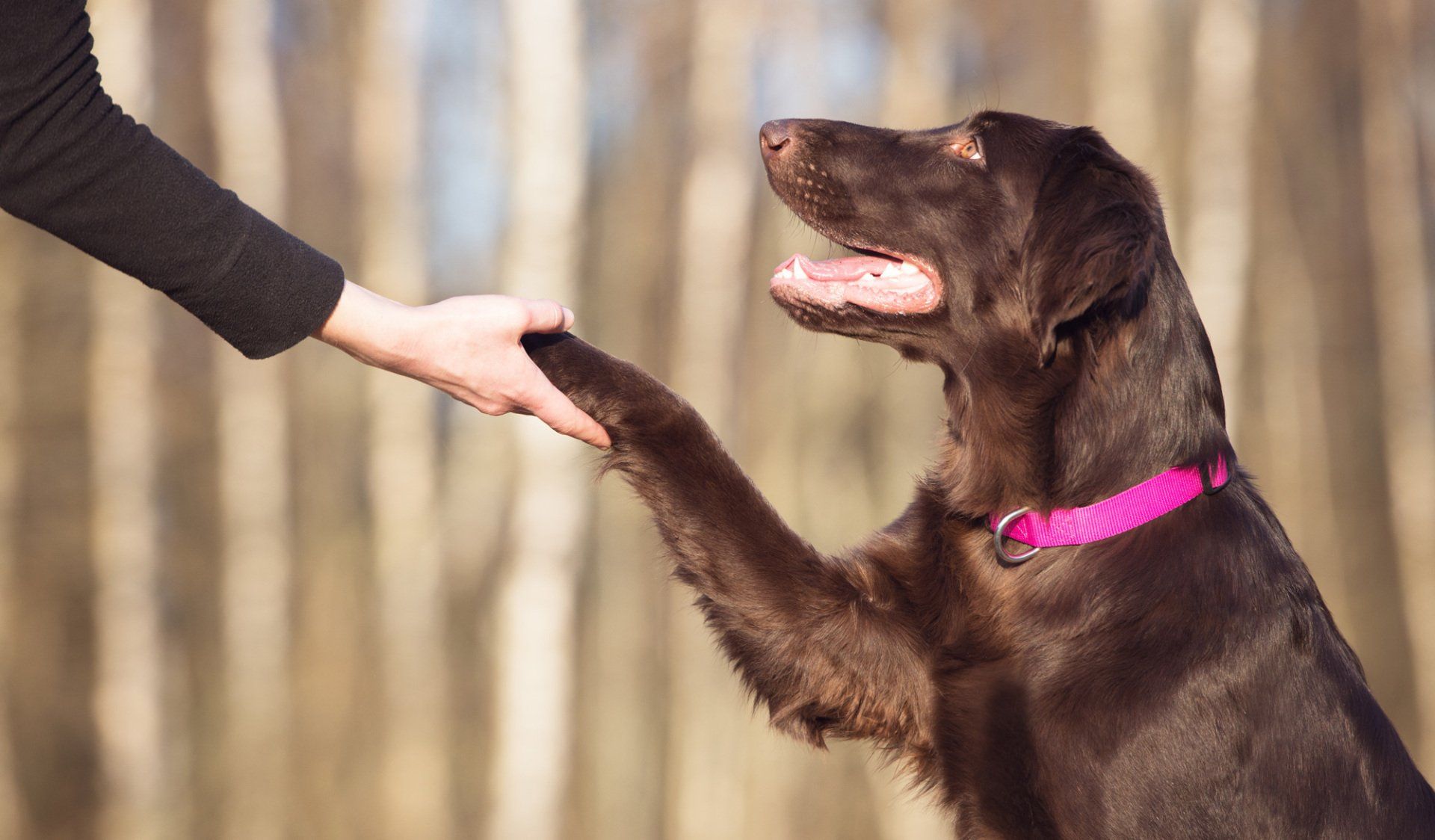 Dog Handshake — West Milford, NJ — Unleashed Dog Solutions